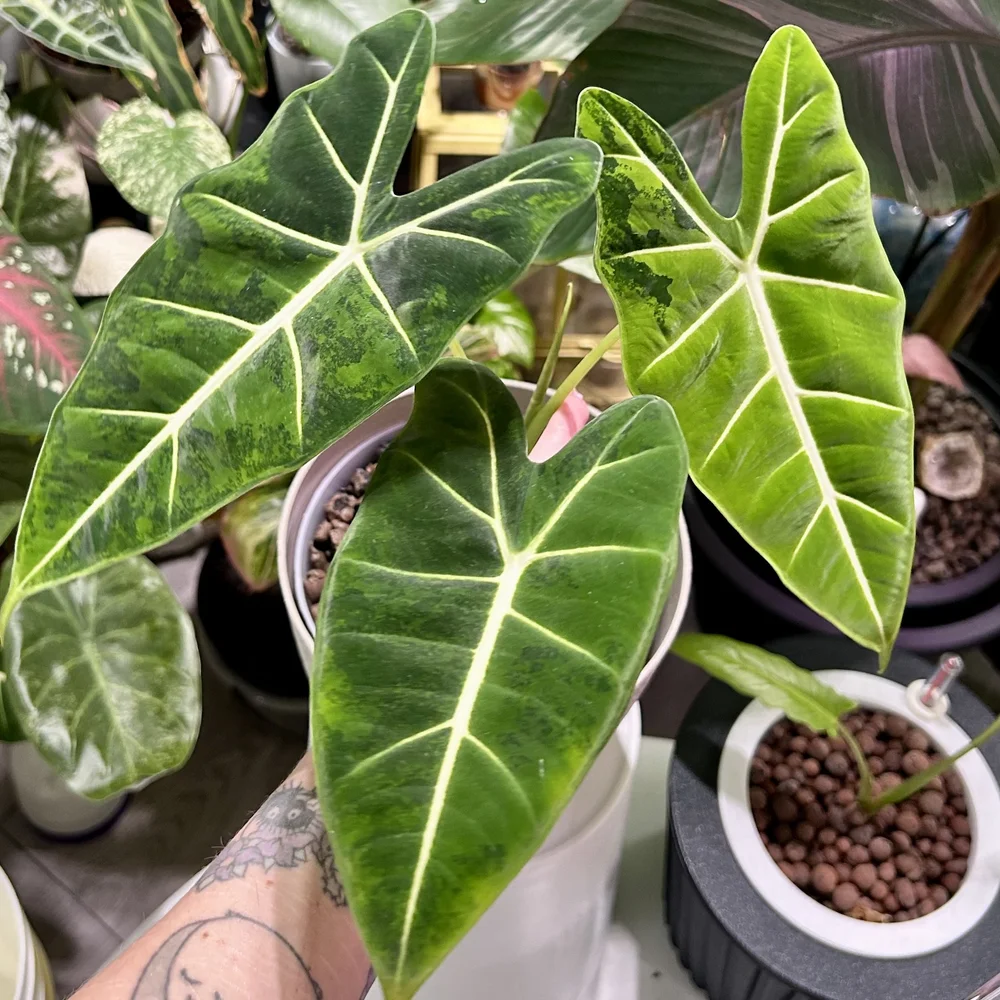 Alocasia Frydek Aurea Variegated  Savage Tropics