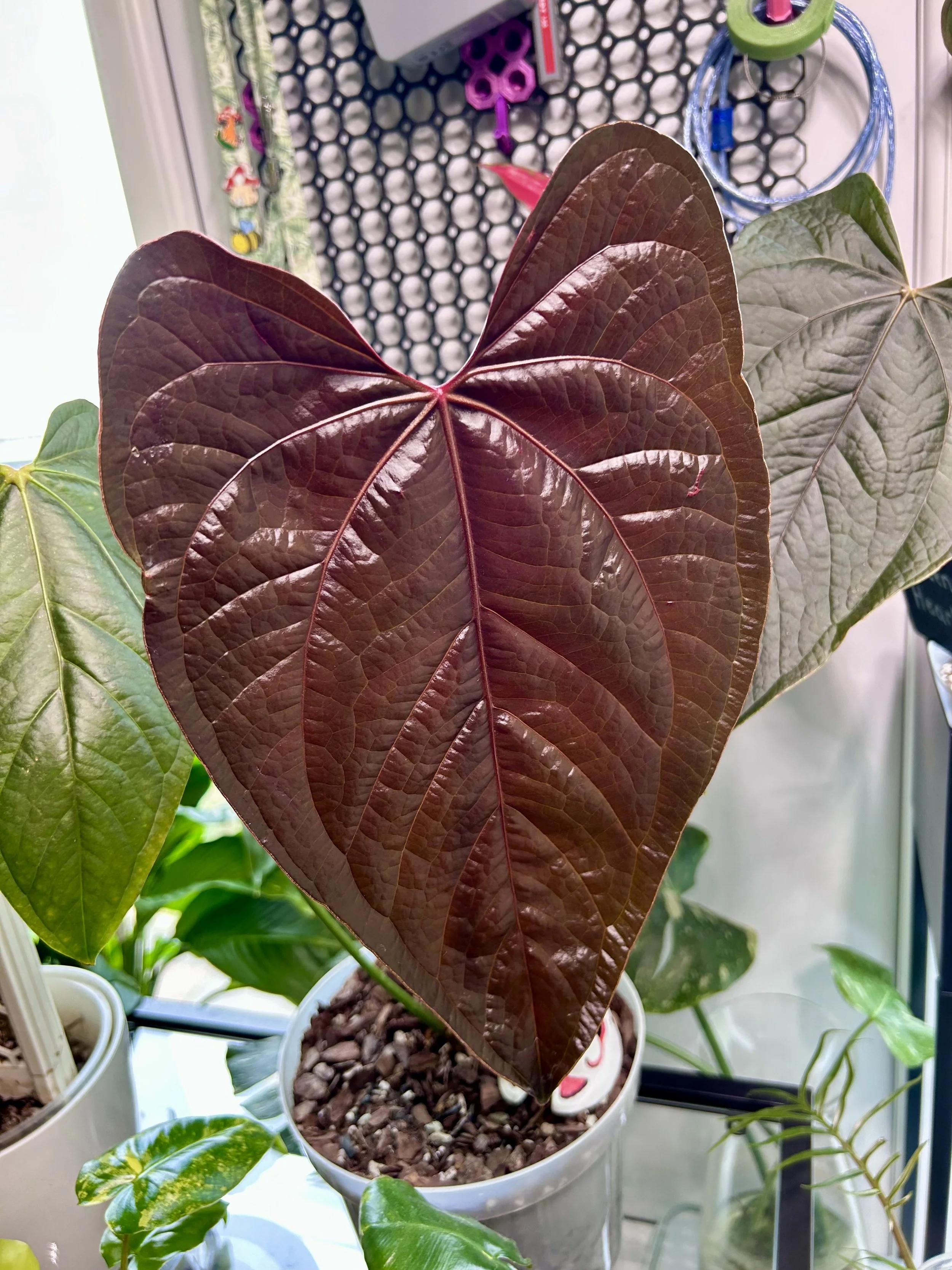 Anthurium ‘Queen of Hearts’ - 17cm Pot