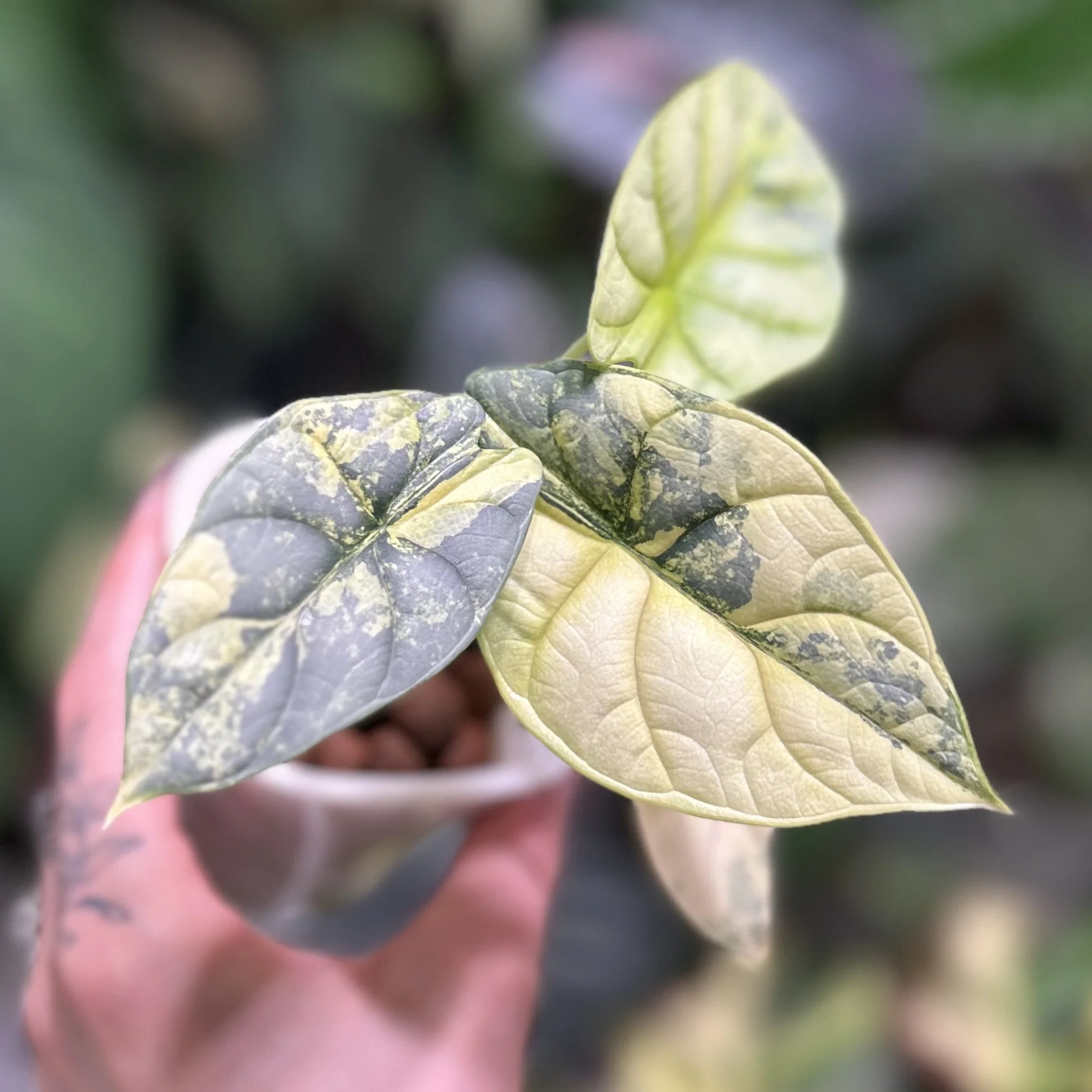 Alocasia ‘Silver Dragon Scale’ Albo