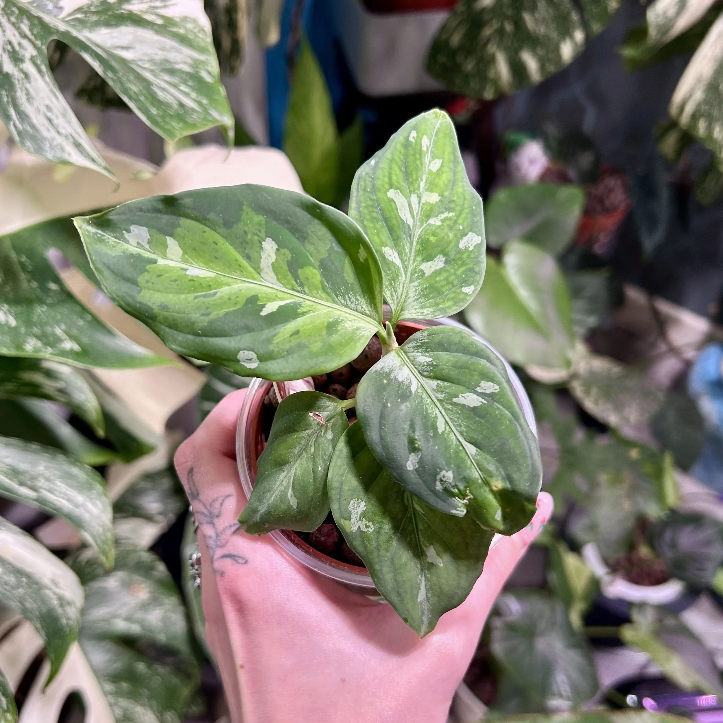Aglaonema pictum ‘Tricolor’  - 10cm Semi-Hydro