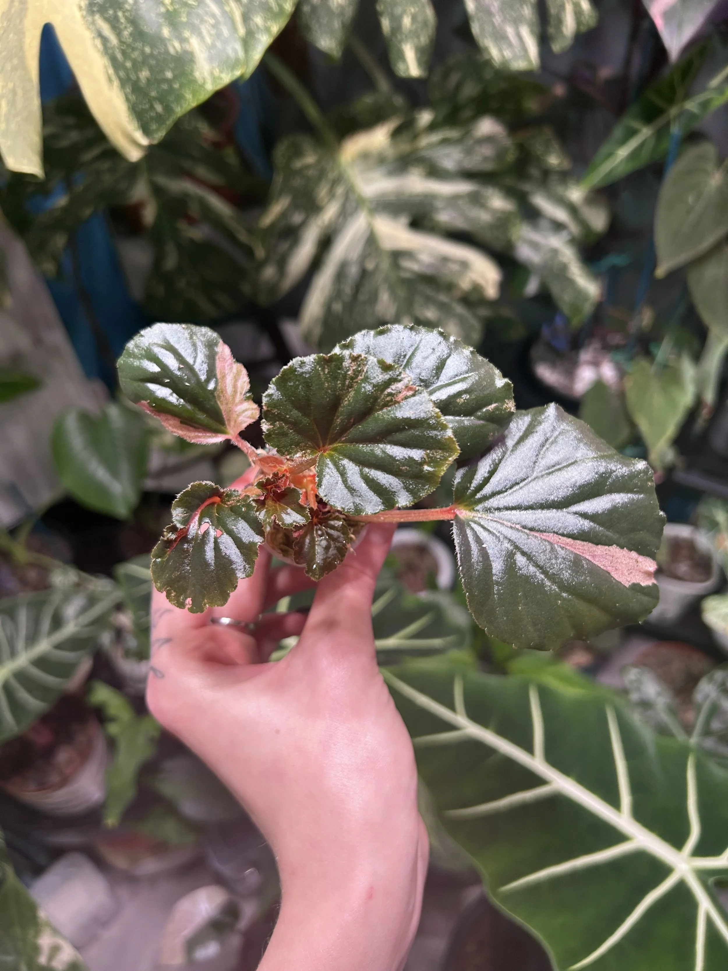 Begonia cucullata ‘Pink Variegated’
