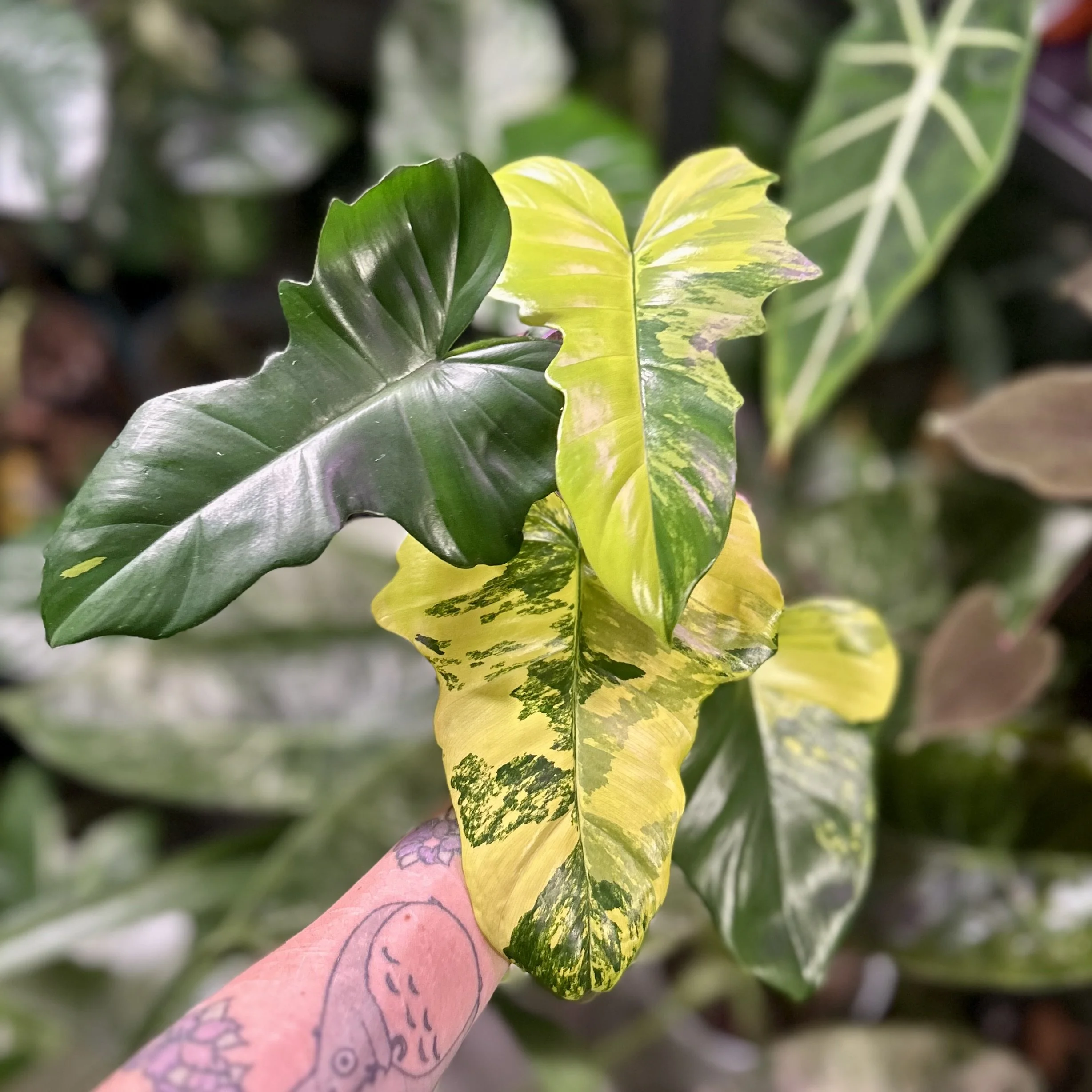 Philodendron ‘Kitina’ (Florida Beauty × Mayoi)