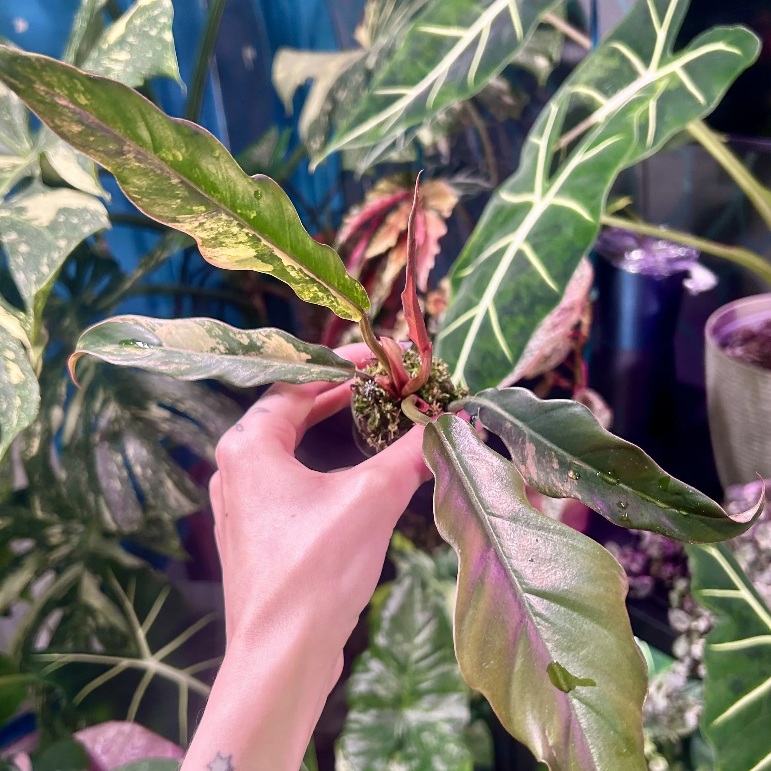 Philodendron ‘Caramel Marble’