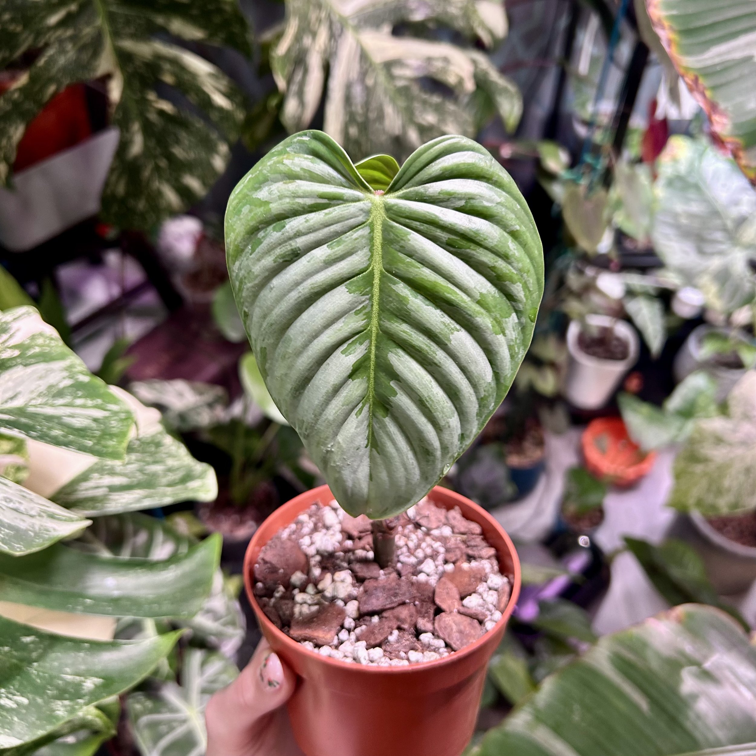 Philodendron sodiroi Variegated - 10cm pot