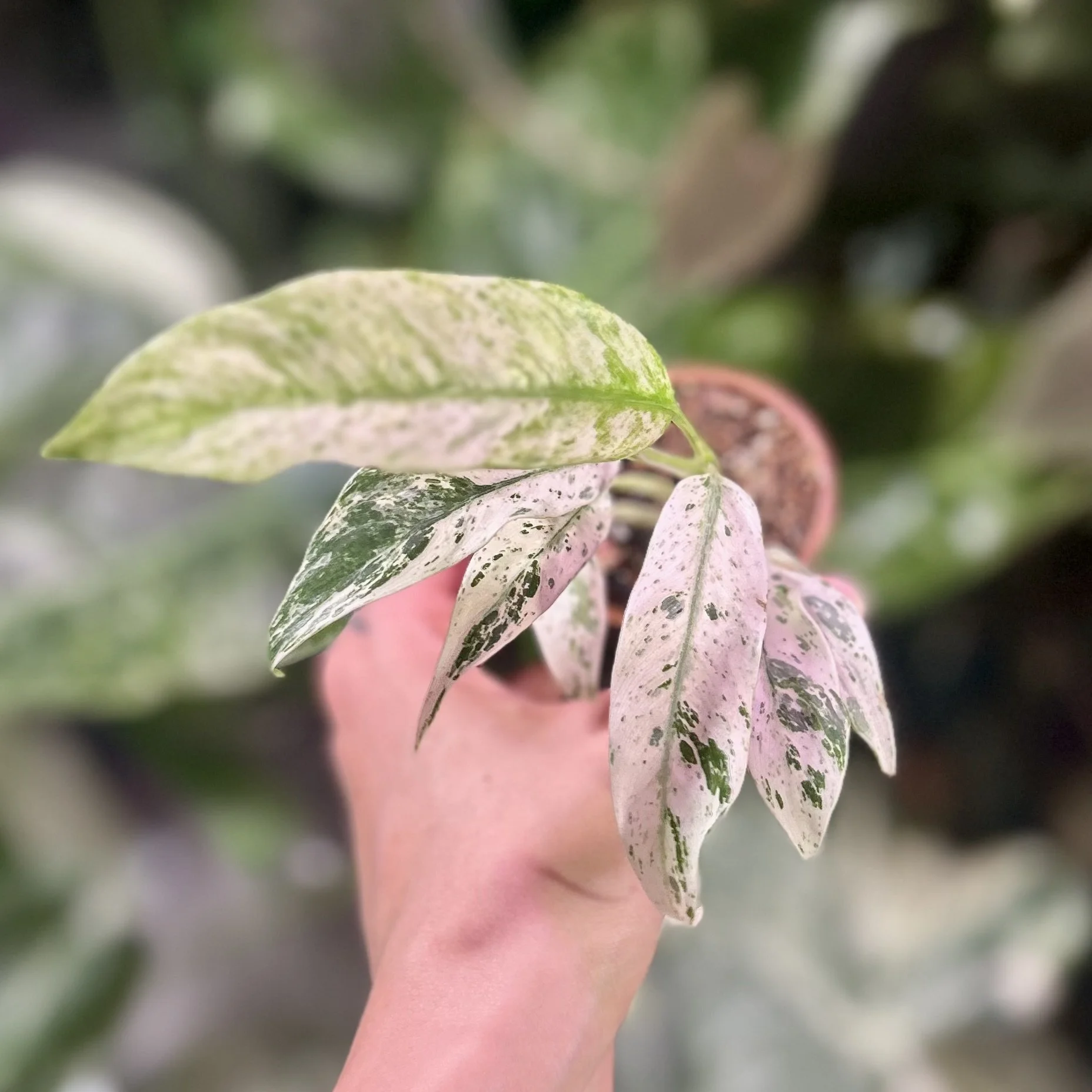 Rhaphidophora Puberula Variegata