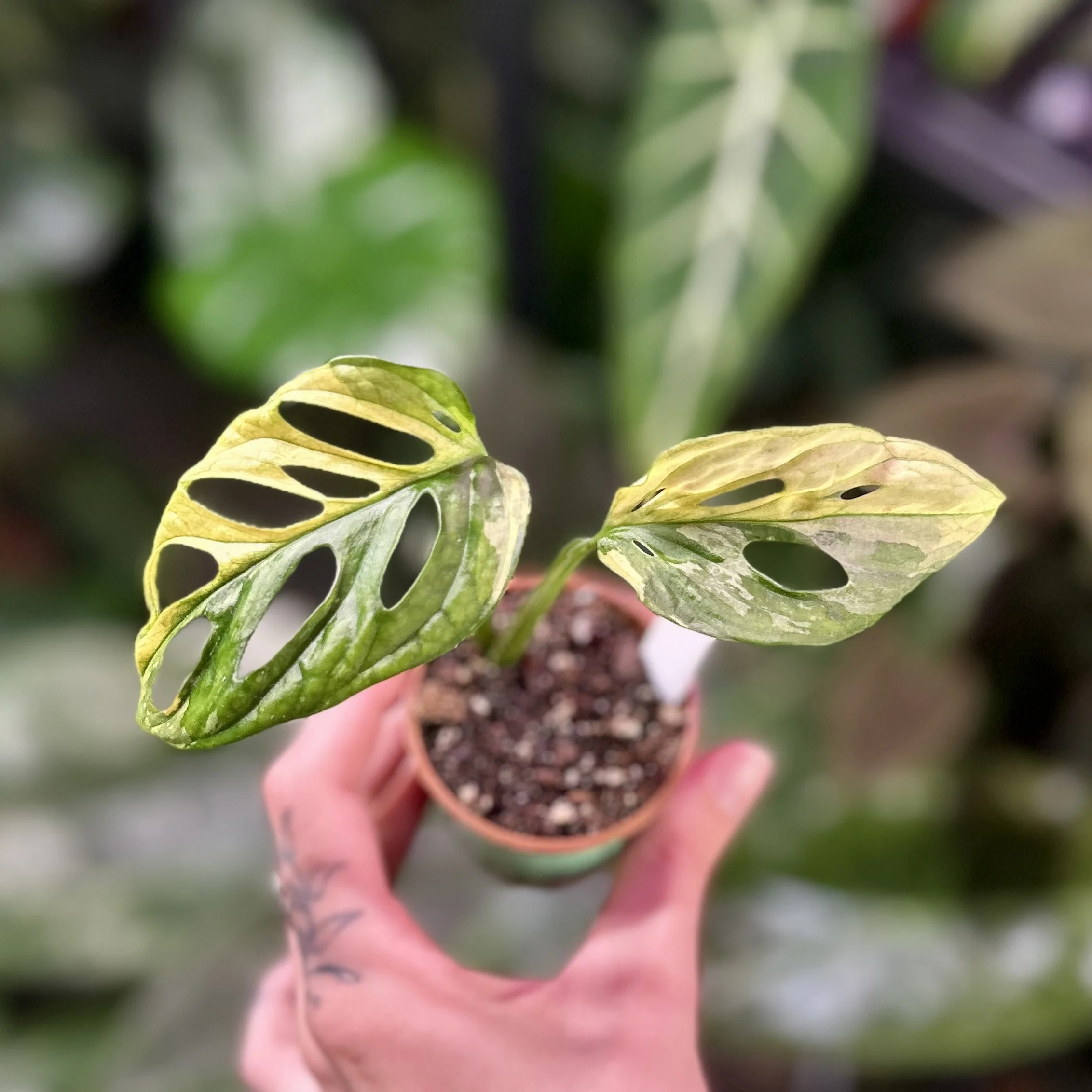 Monstera Adansonii Variegata  - 6cm pot