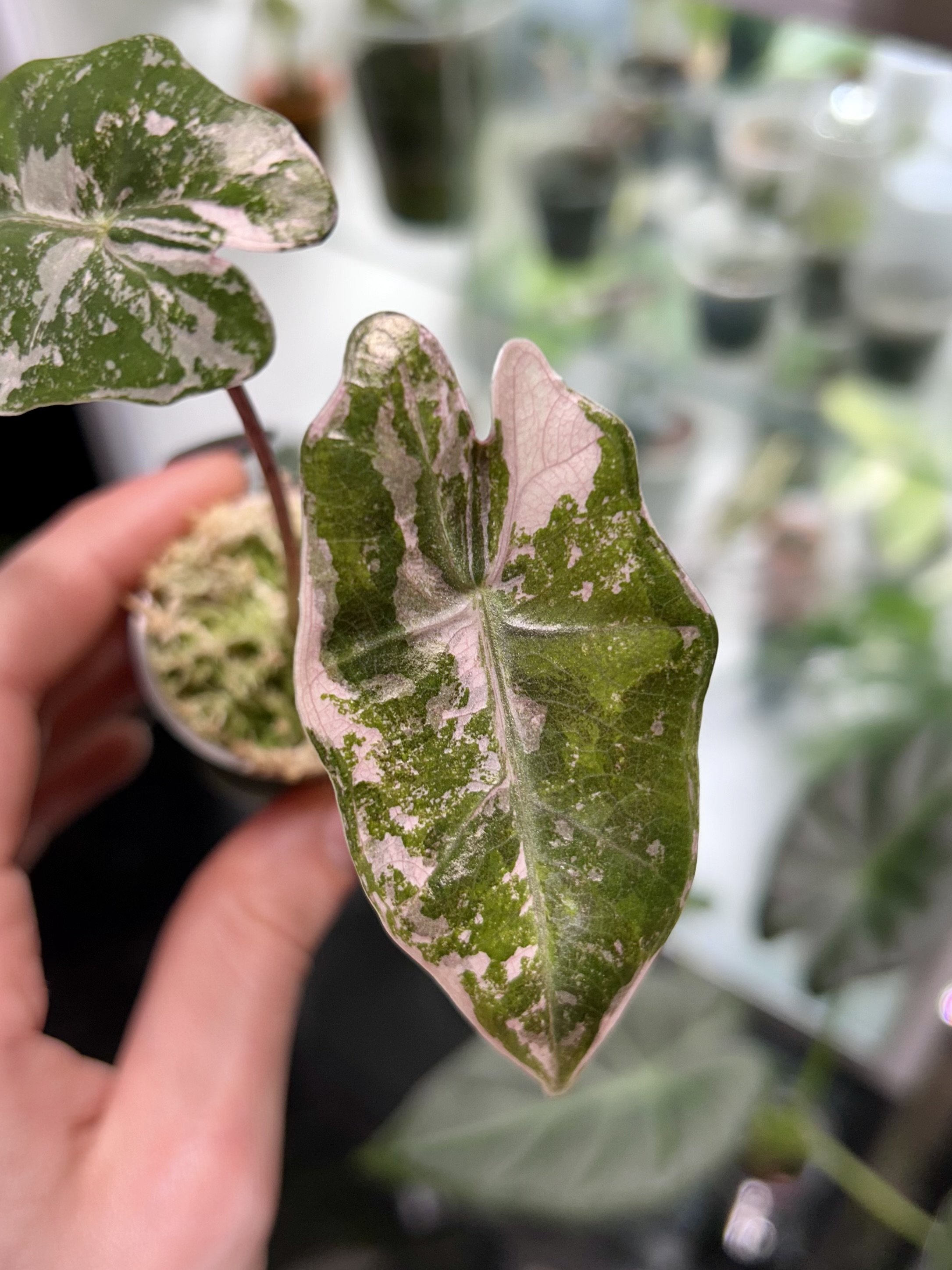 Alocasia Pseudo-Sanderiana (Pink Form)