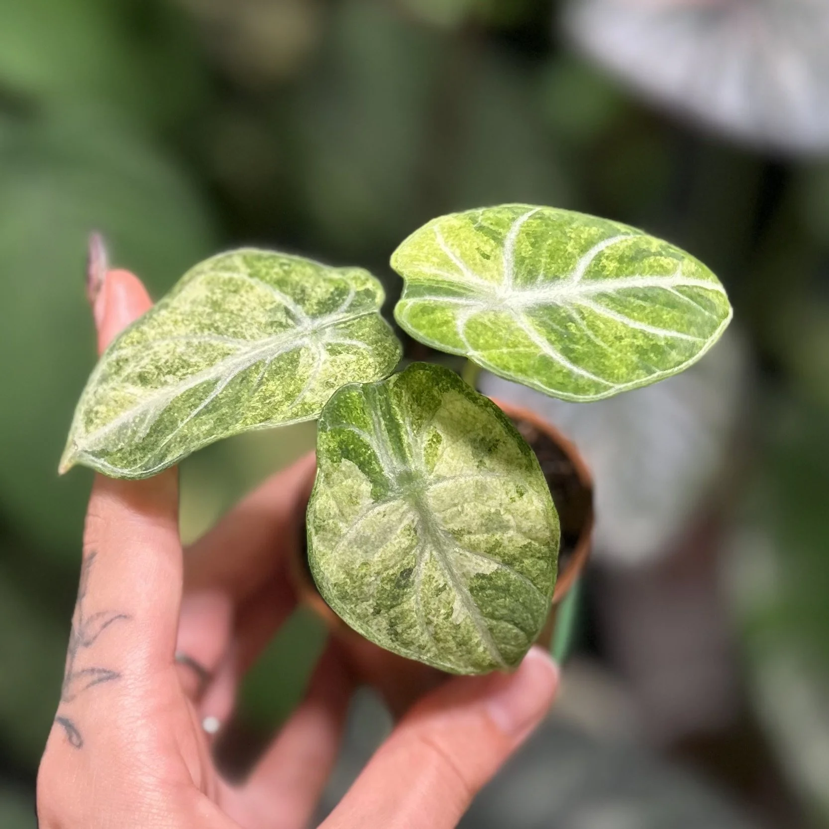 Alocasia ‘Ninja Tricolor’
