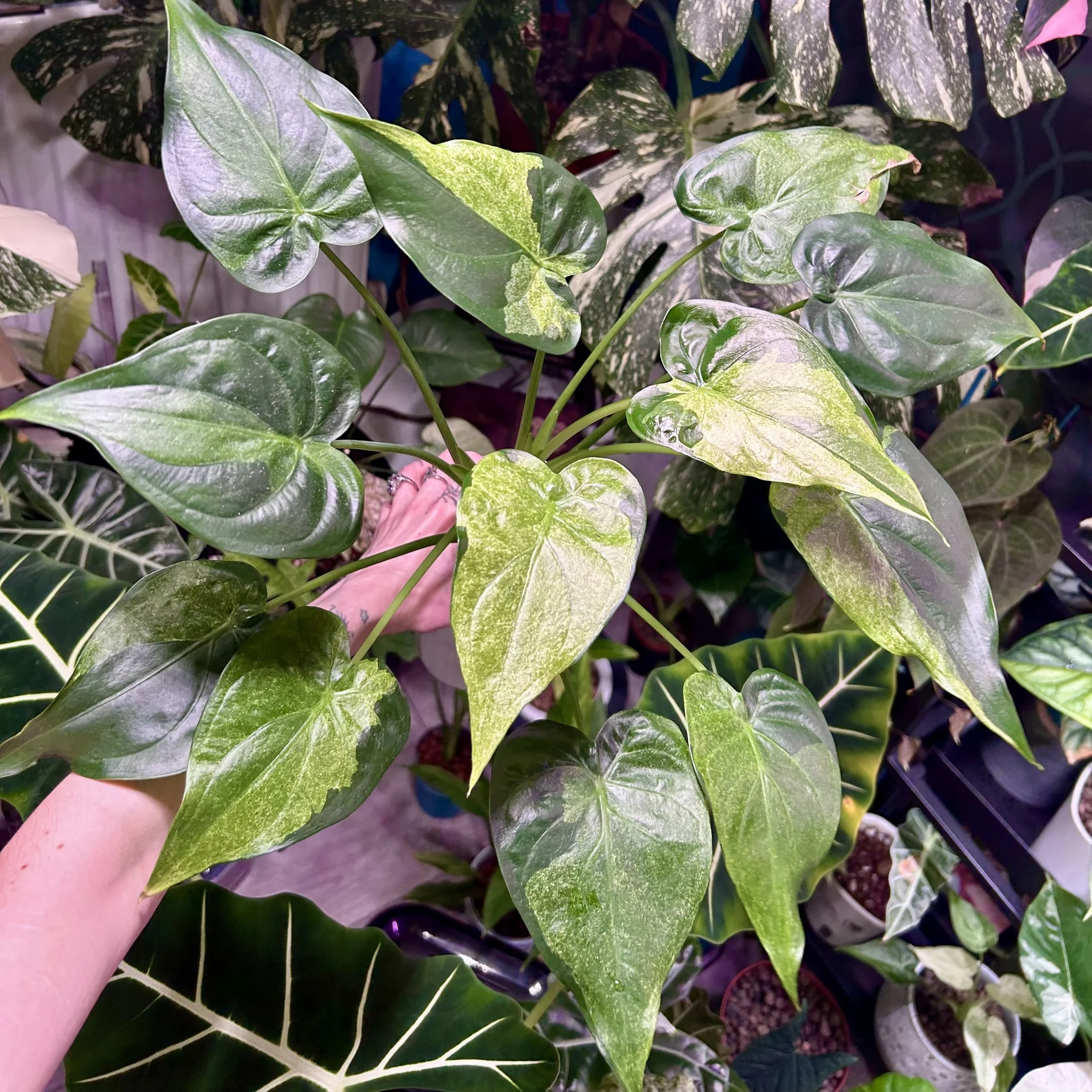 Alocasia cucullata ‘Mint’ - corm in moss