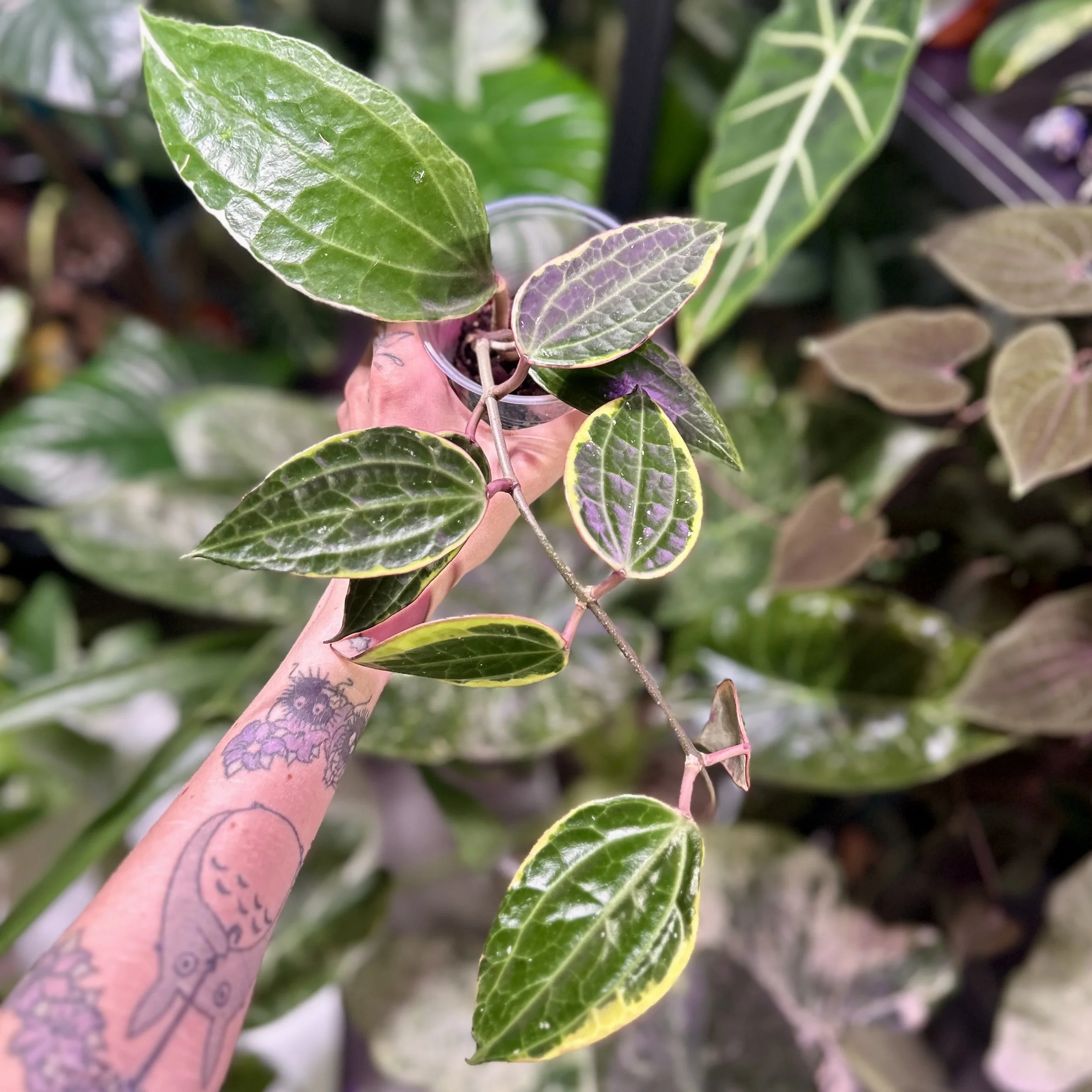 Hoya Macrophylla Albomarginata