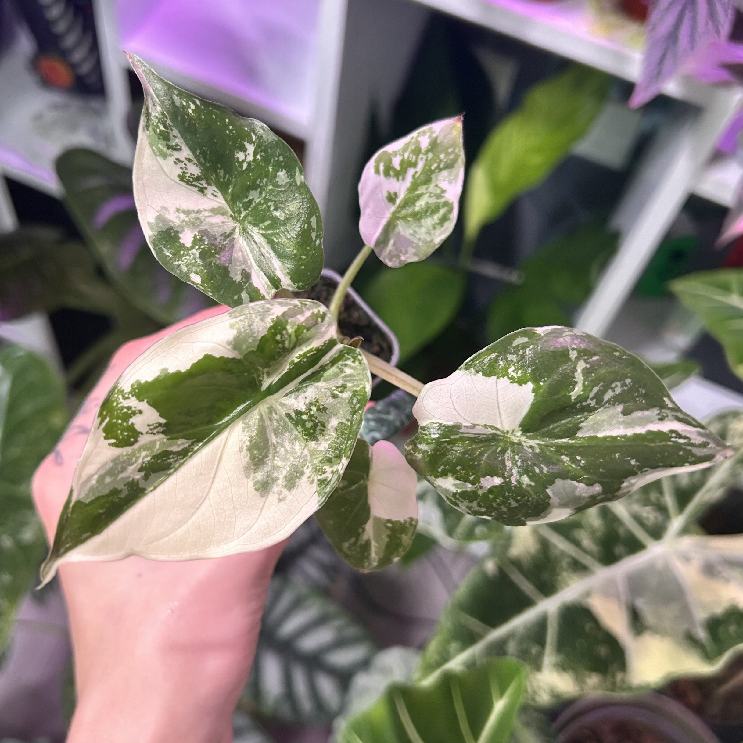 Alocasia wentii ‘Pink Albo’