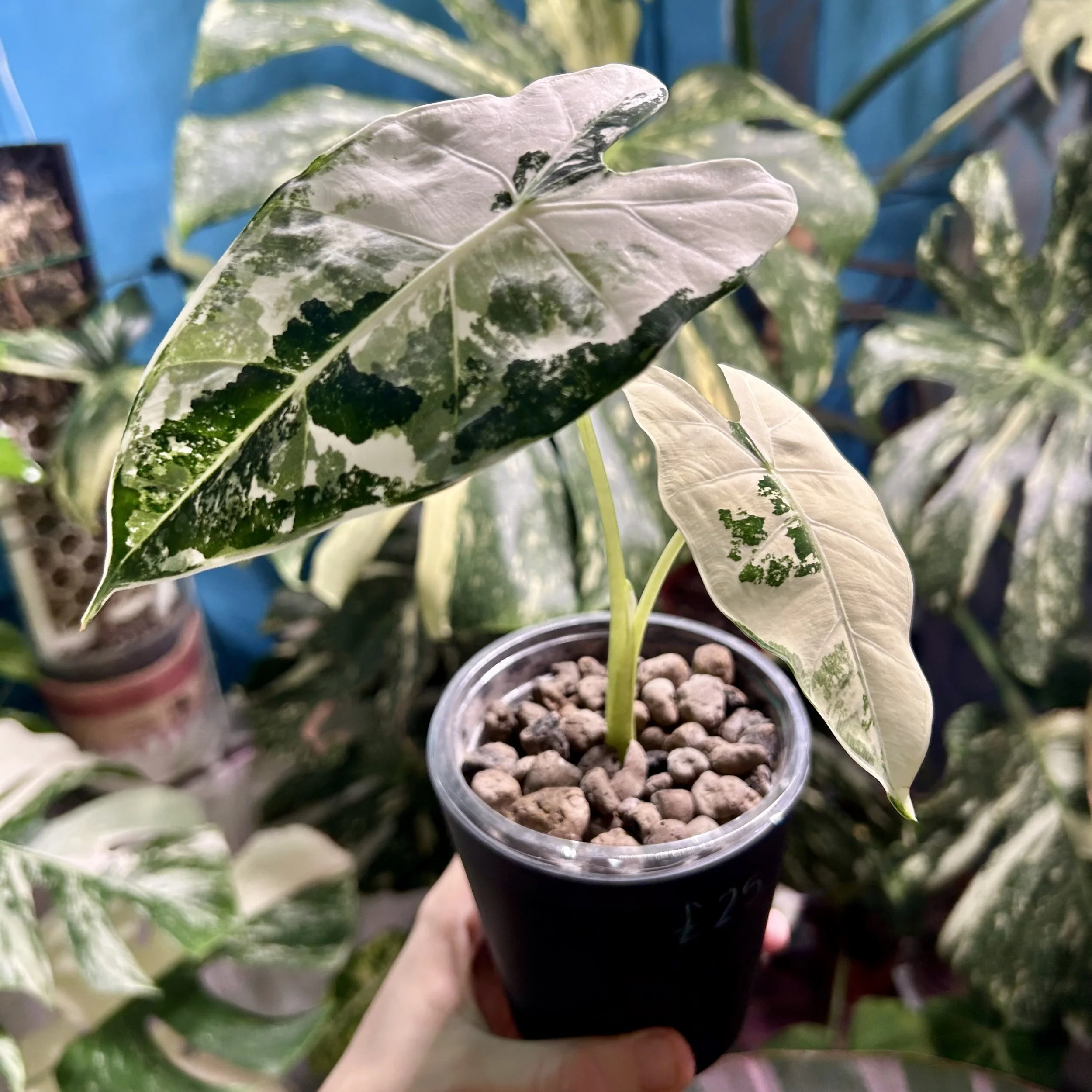 Alocasia ‘Variegated Frydek’ Semi-Hydro 10cm pot