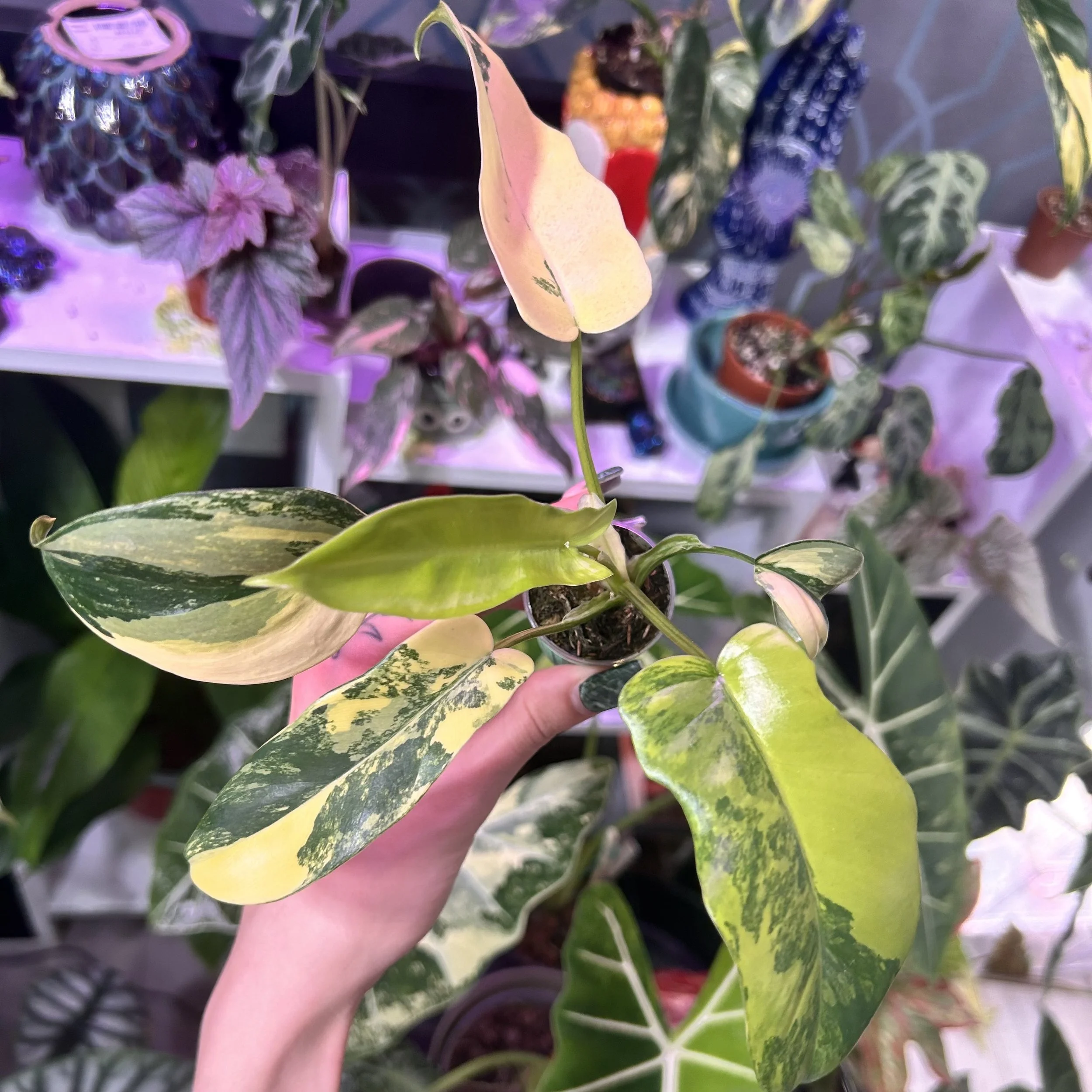 Philodendron ‘Kitina’ (Florida Beauty × Mayoi)
