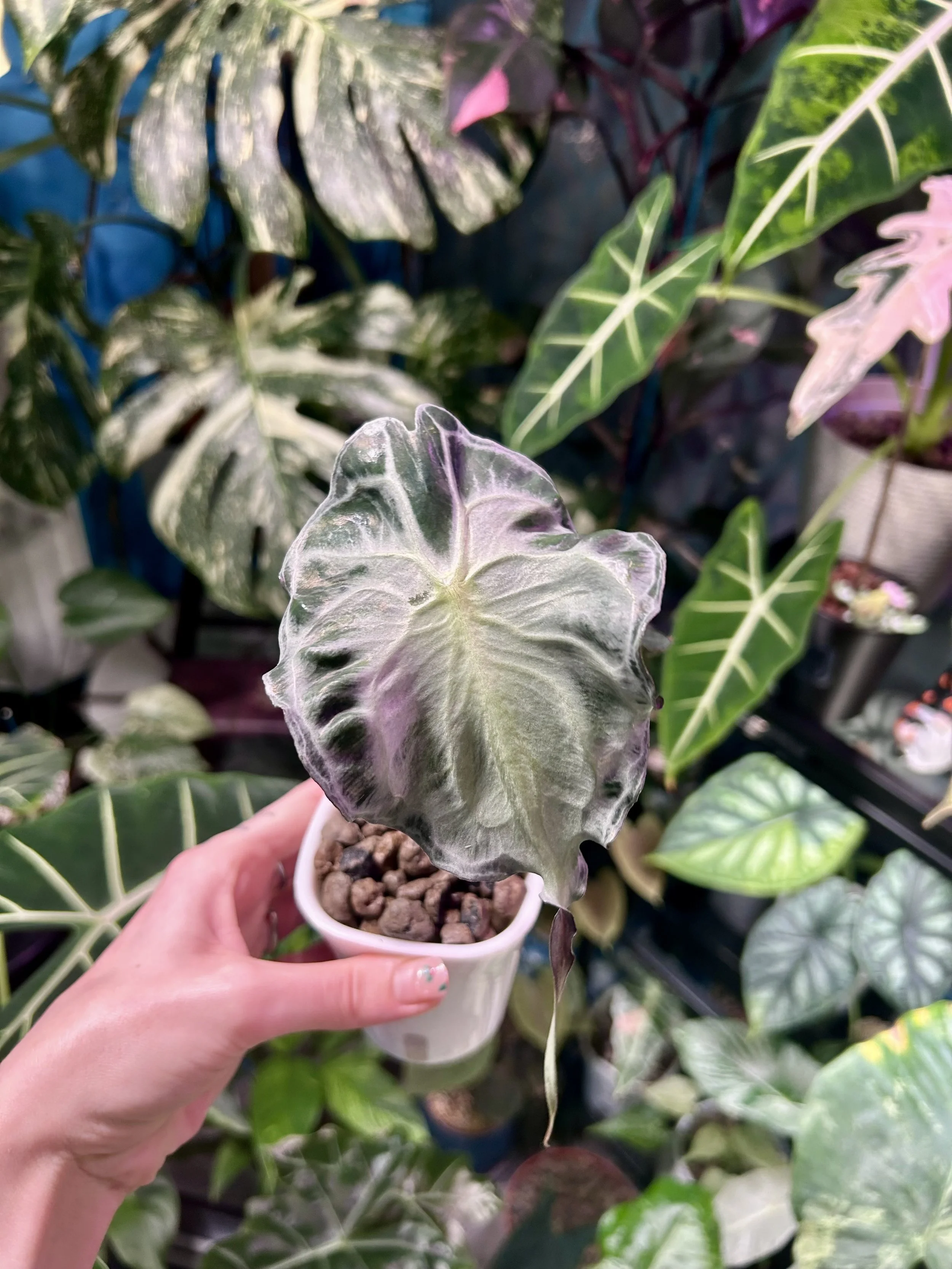 Alocasia ‘Venom’ - Corm in Moss