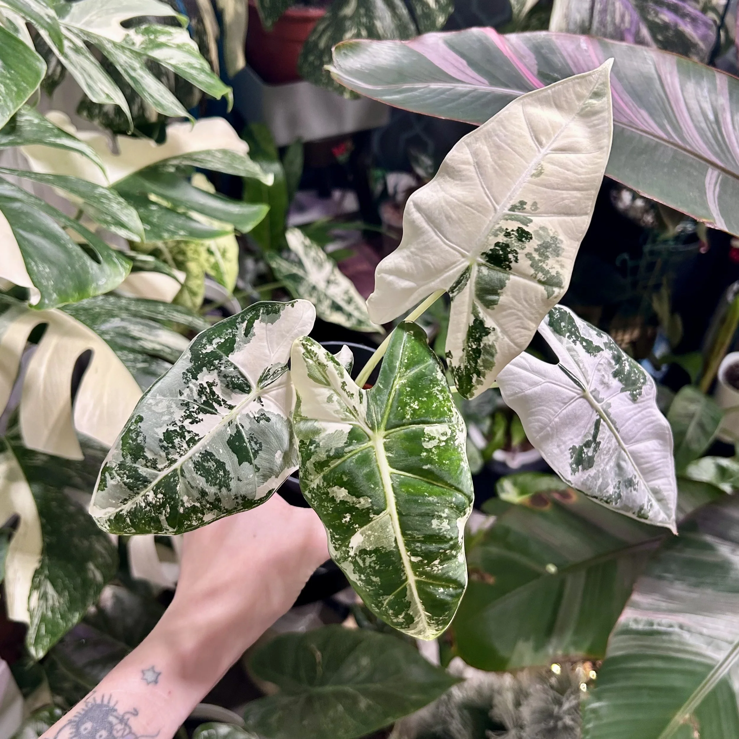 Alocasia ‘Variegated Frydek’ Semi-Hydro 10cm pot