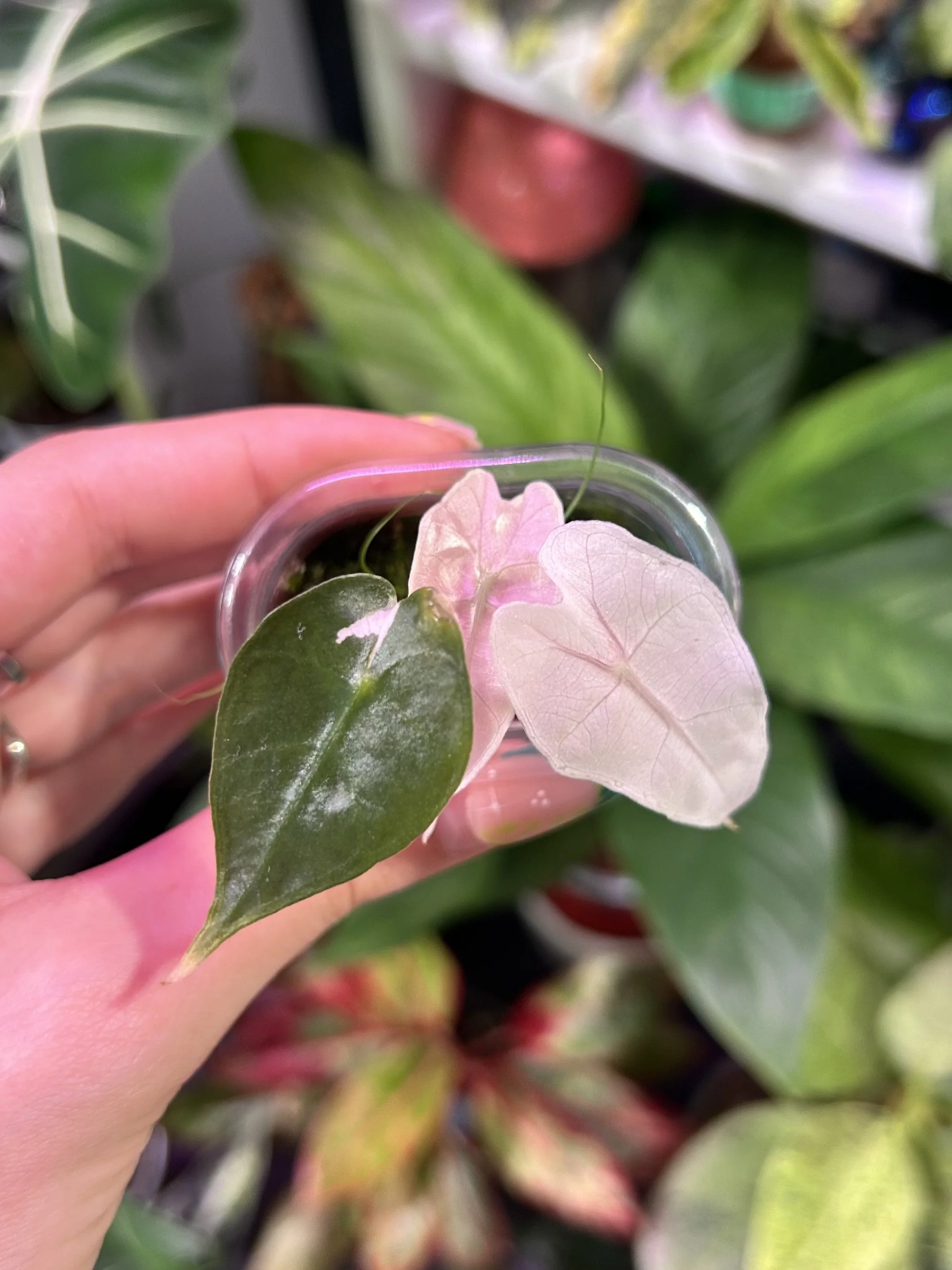 Alocasia Amazonica 'Pink mint'