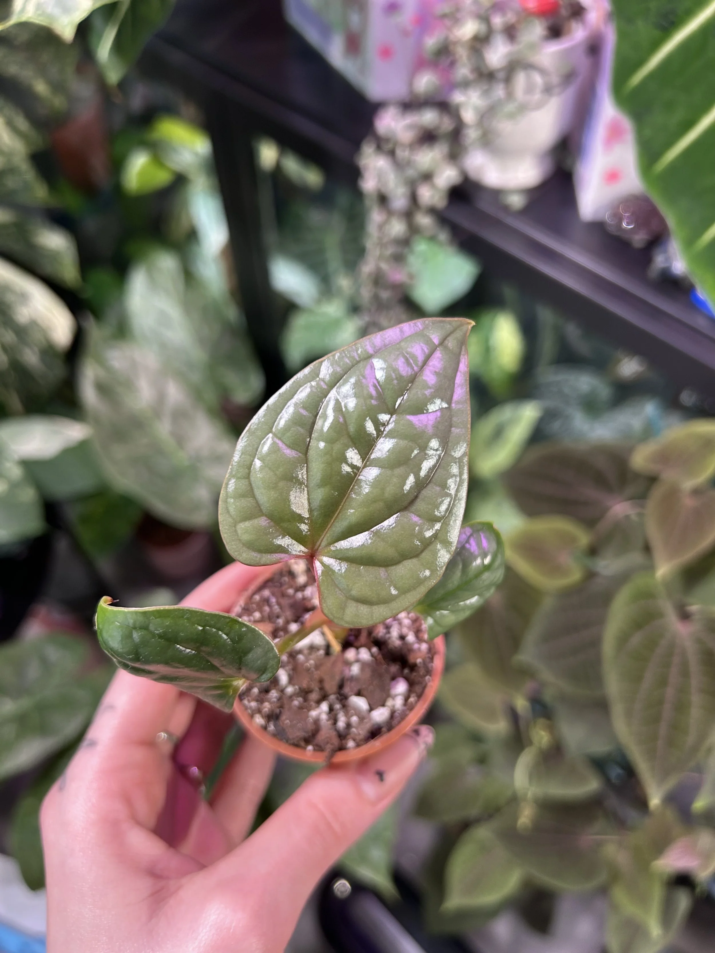 Anthurium luxurians 'Platinum' 6cm pot