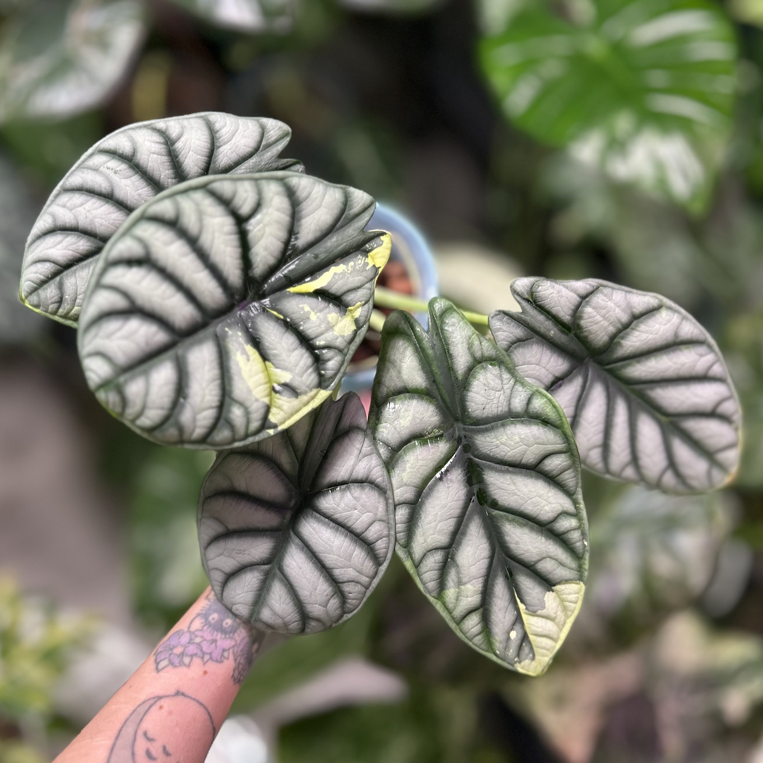 Alocasia ‘Silver Dragon Scale’ Albo