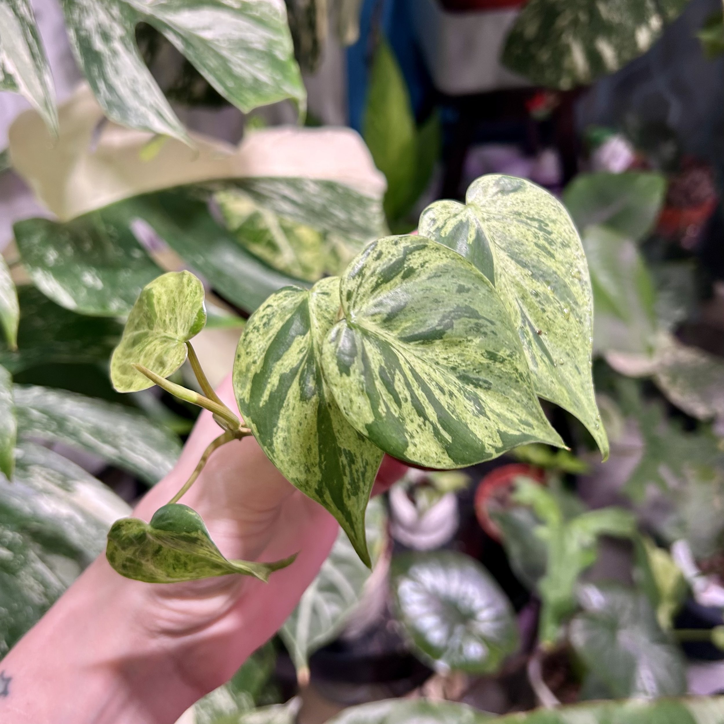 Philodendron hederaceum oxycardium 'Variegata' 8cm pot
