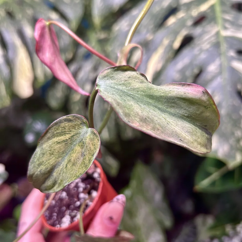 Philodendron micans Variegated 'Pink Mint'   Savage Tropics