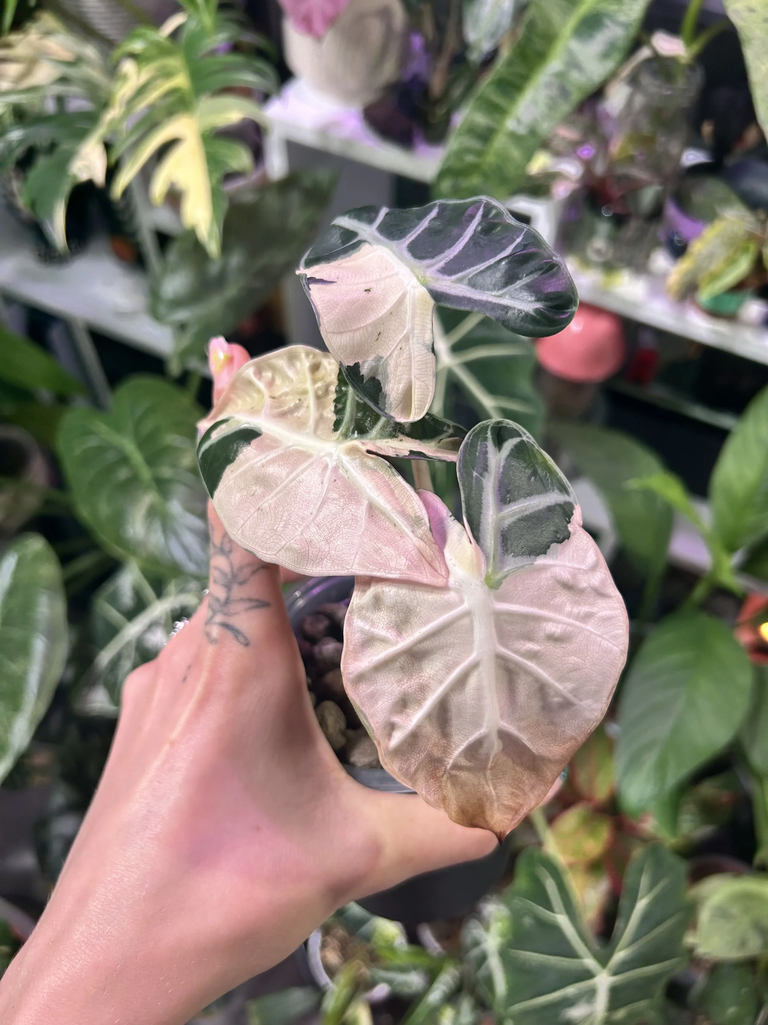 🎈 Alocasia ‘Balloon Heart’ Pink 🎈
