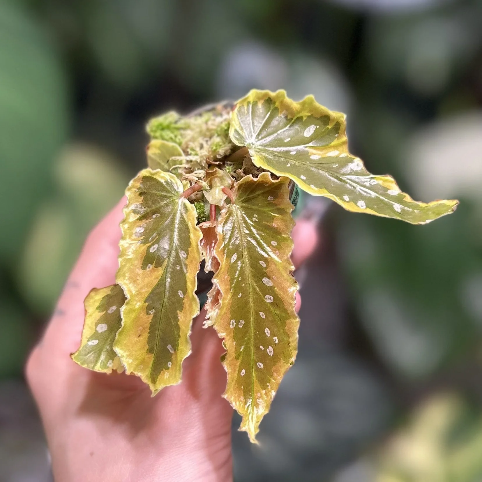 Begonia ‘Dainty Spray’ Sport