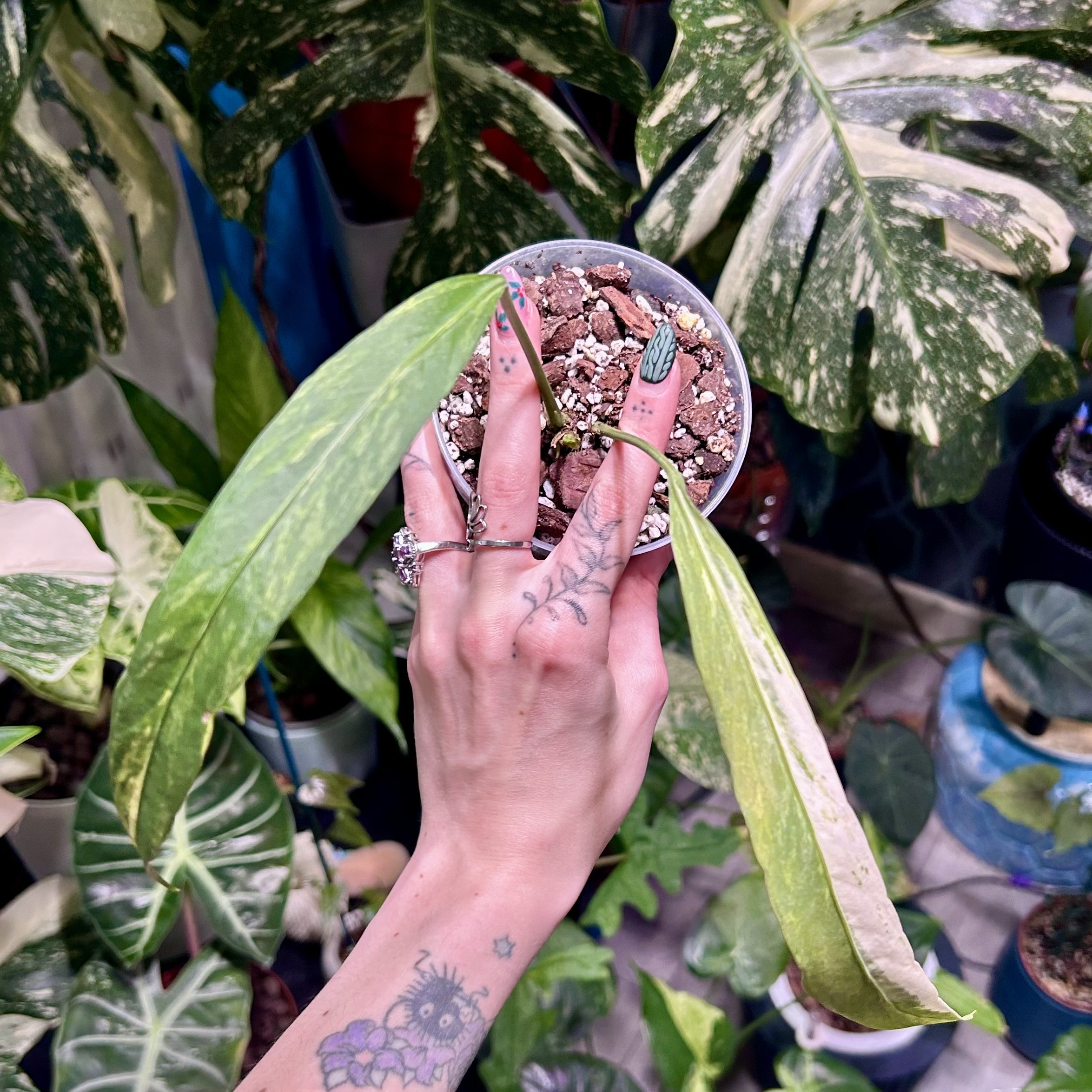 ✨ Anthurium Vittarifolium Variegated ✨ 15cm pot