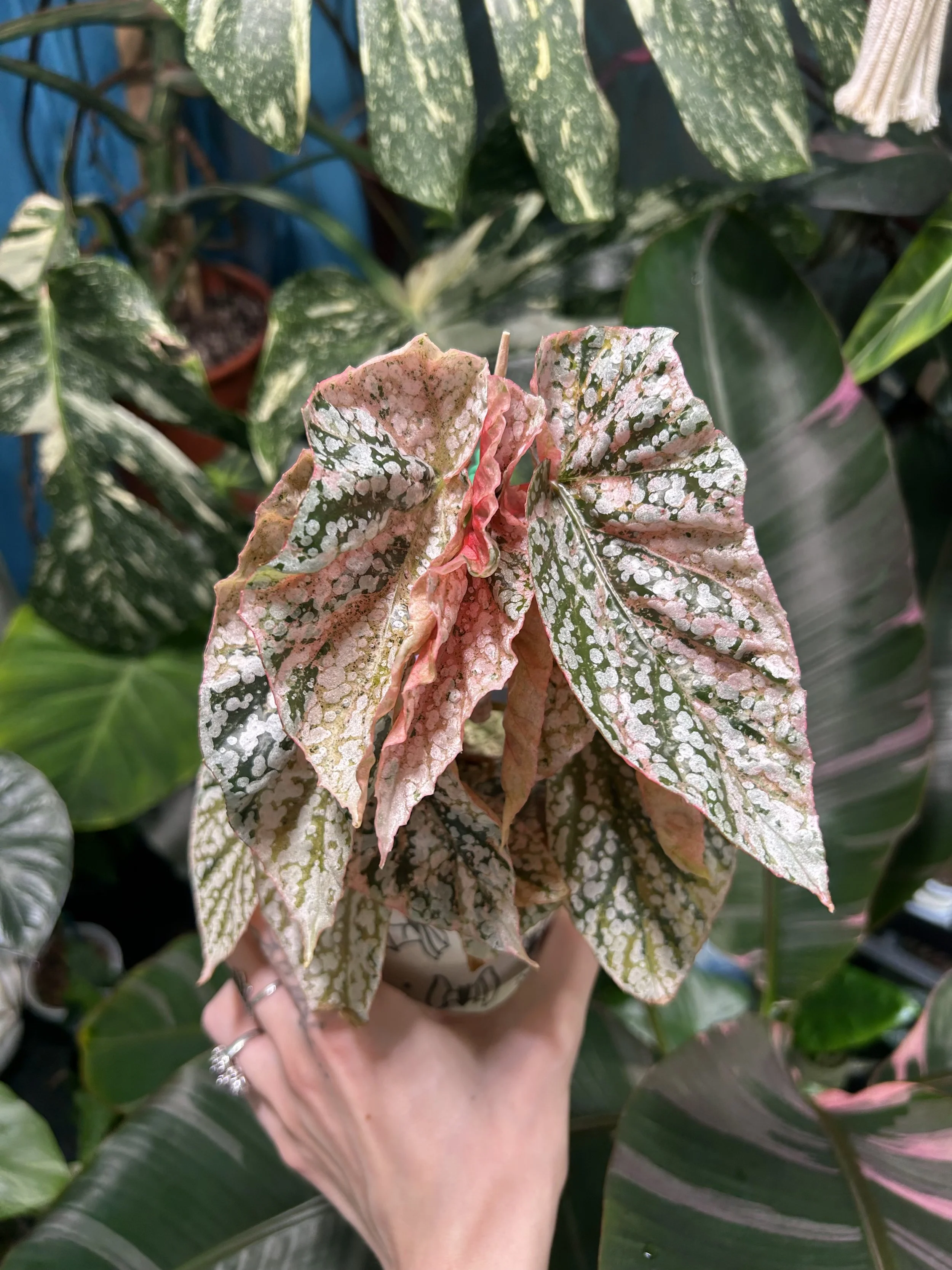 Begonia 'Snow-Capped' (Pink Form)