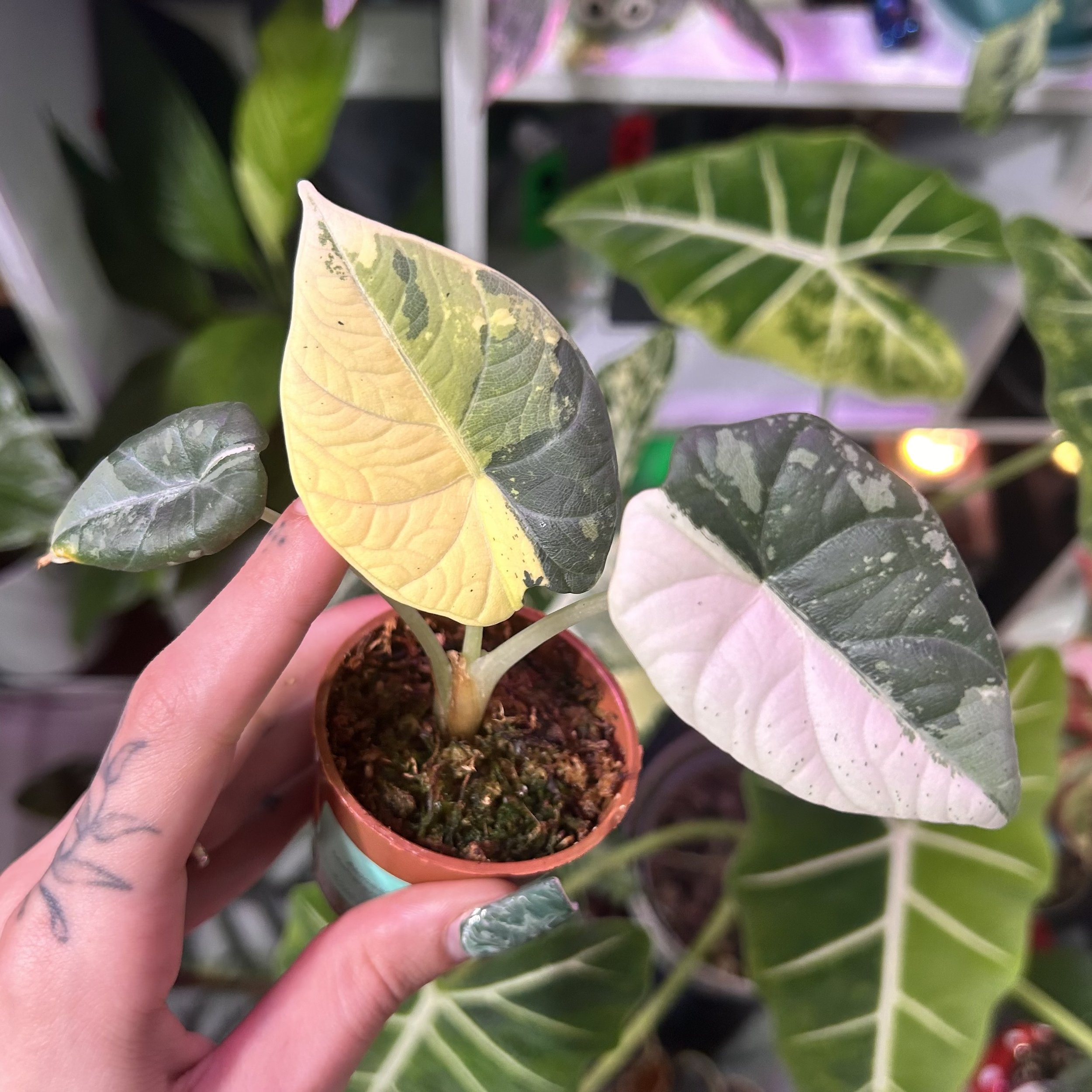 Alocasia ‘Maharani’ Albo