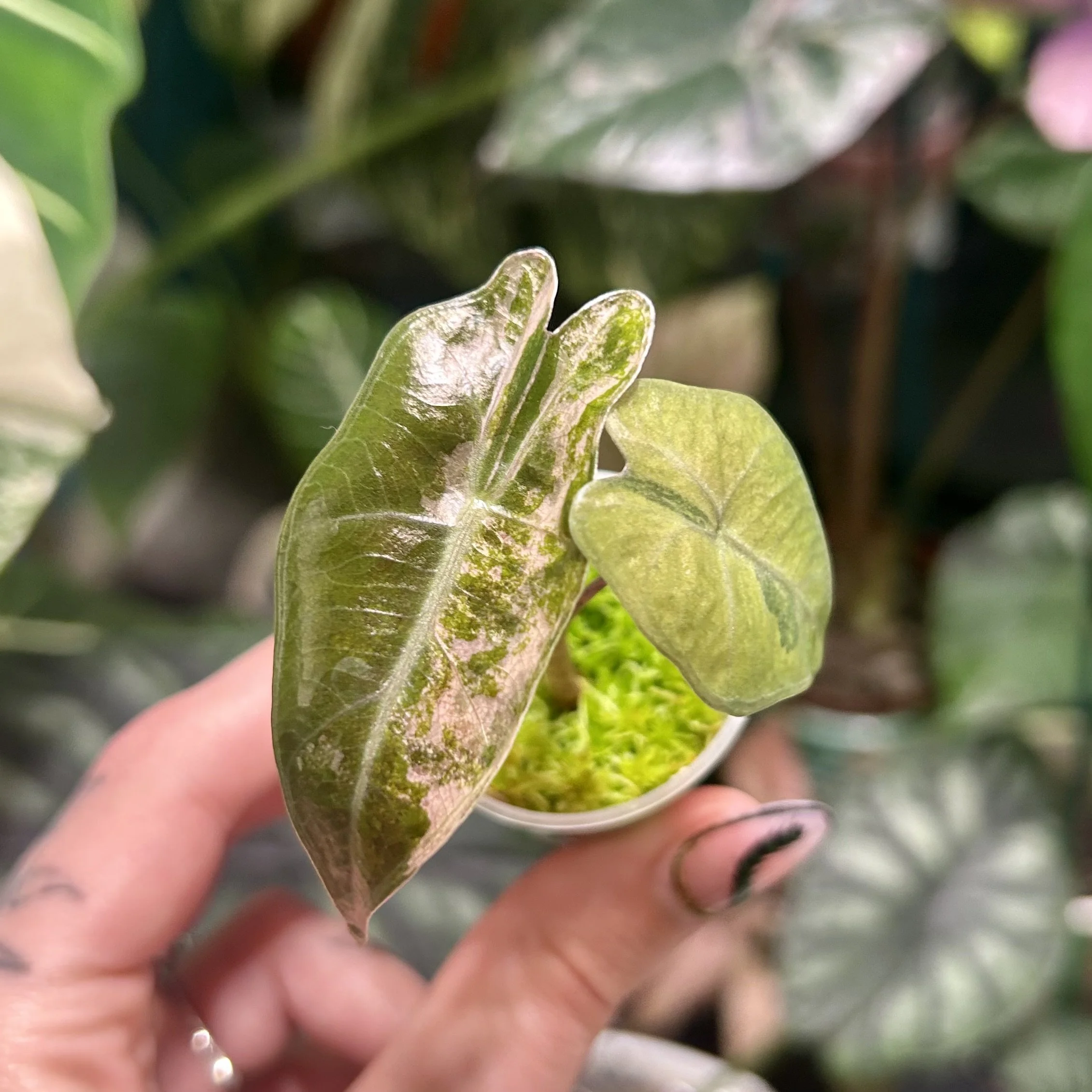 Alocasia Pseudo-Sanderiana (Pink Form)