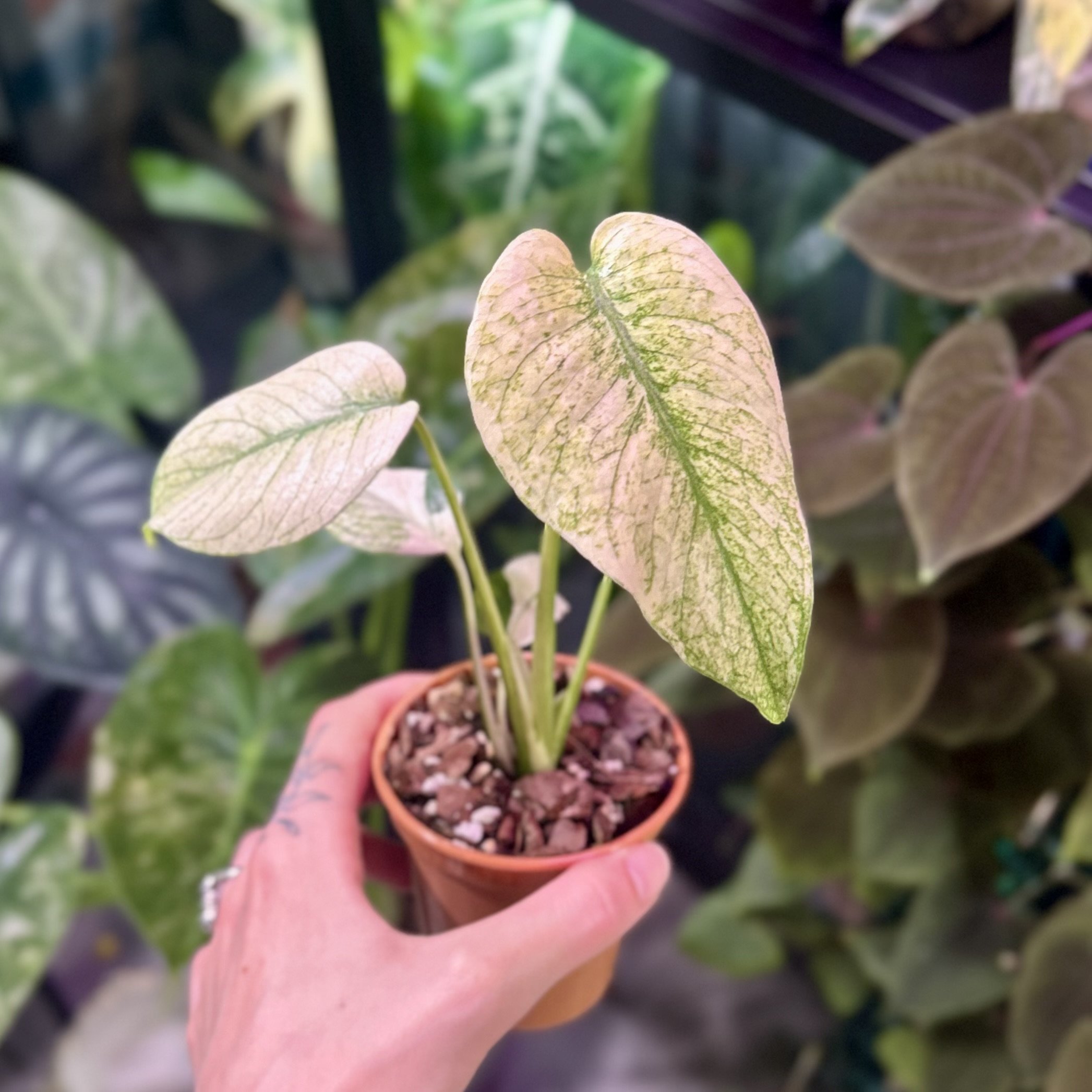 Monstera ‘Mint’