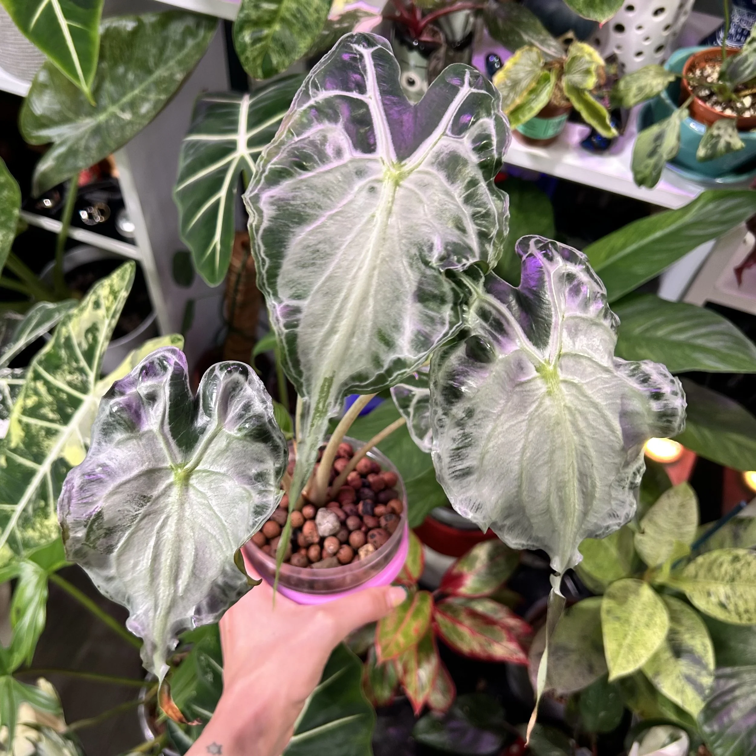 Alocasia ‘Venom’