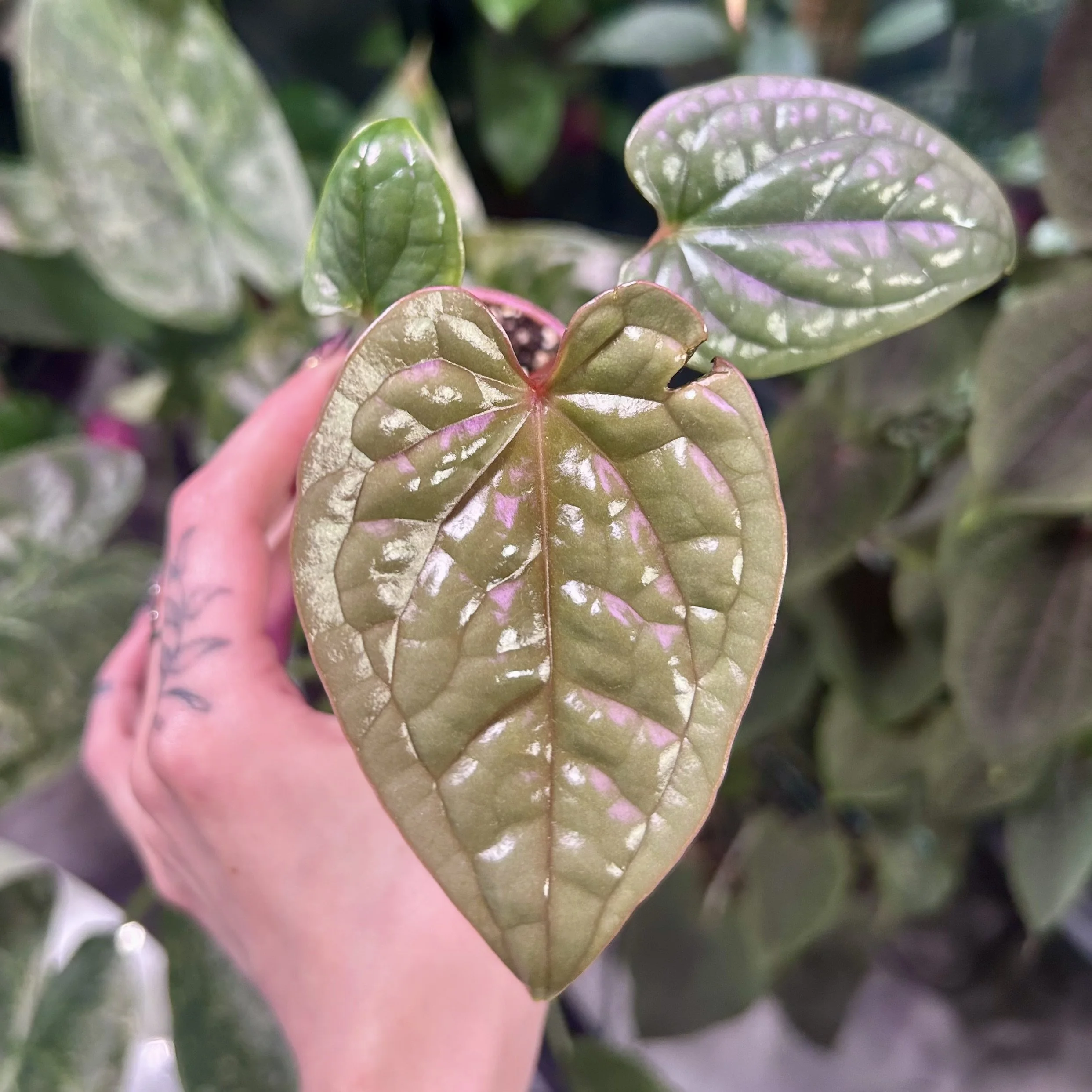 Anthurium luxurians 'Platinum' 6cm pot
