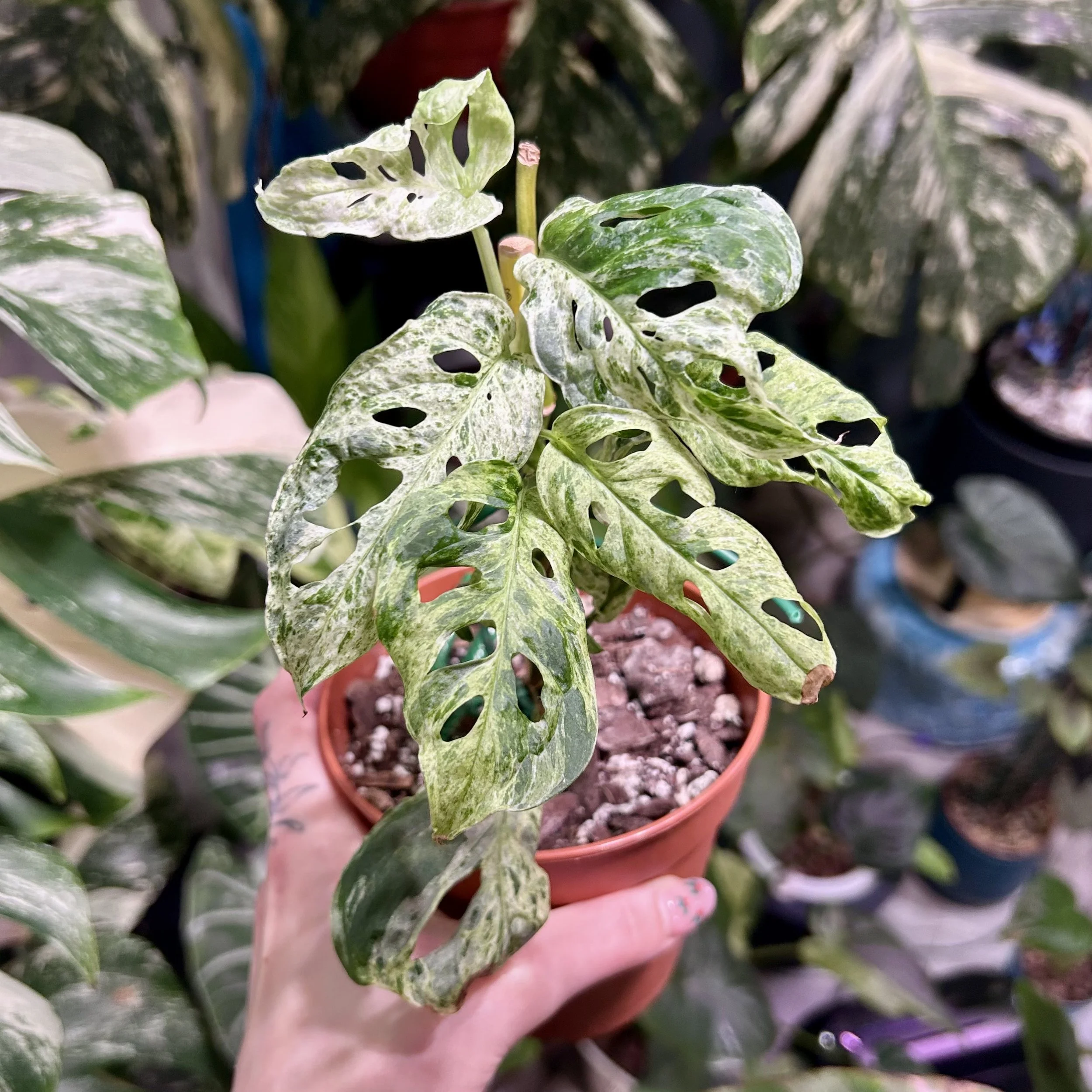 Monstera Adansonii Frozen Freckles 6cm - 15cm pot