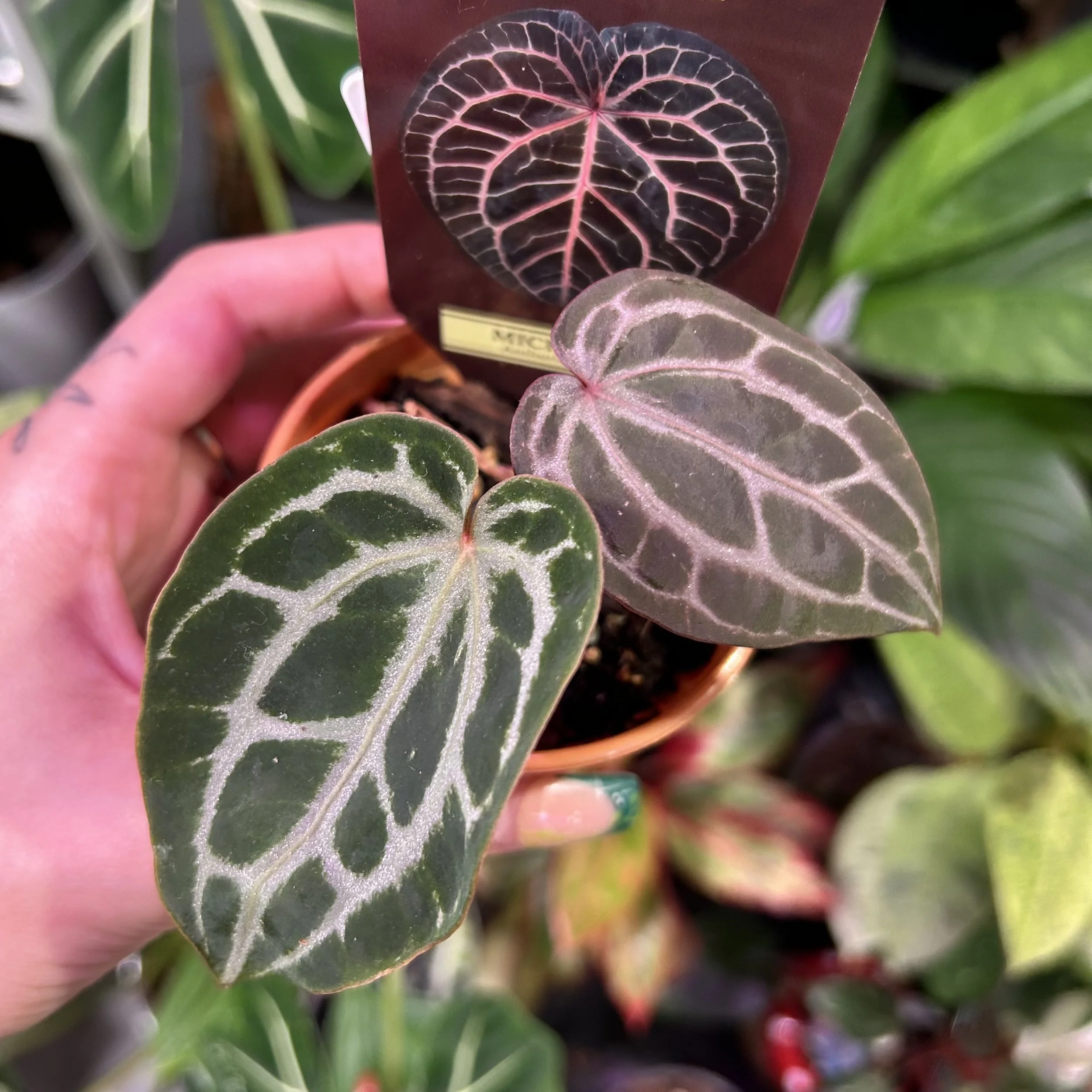 Anthurium ‘DocBlock Michelle’