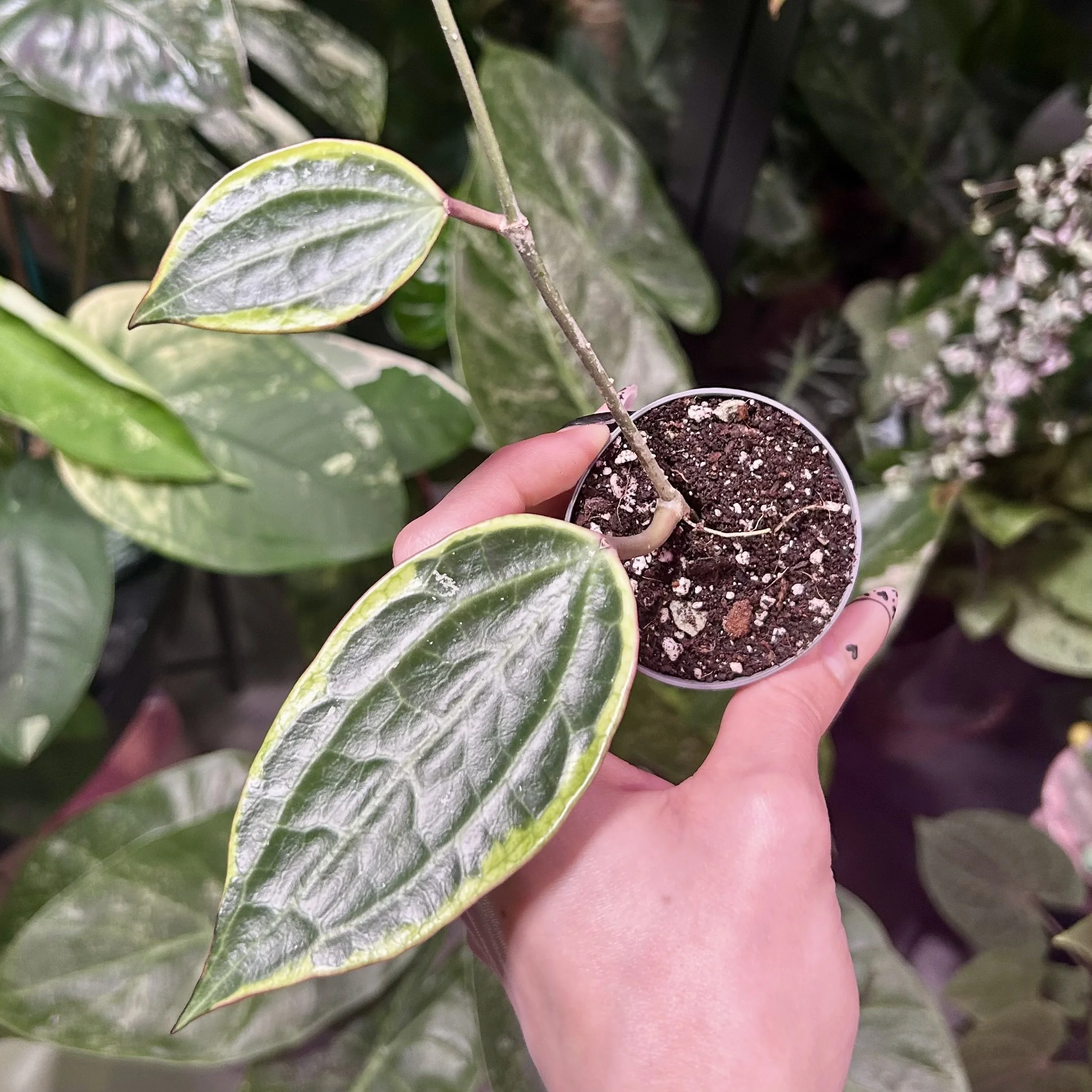 Hoya Macrophylla Albomarginata
