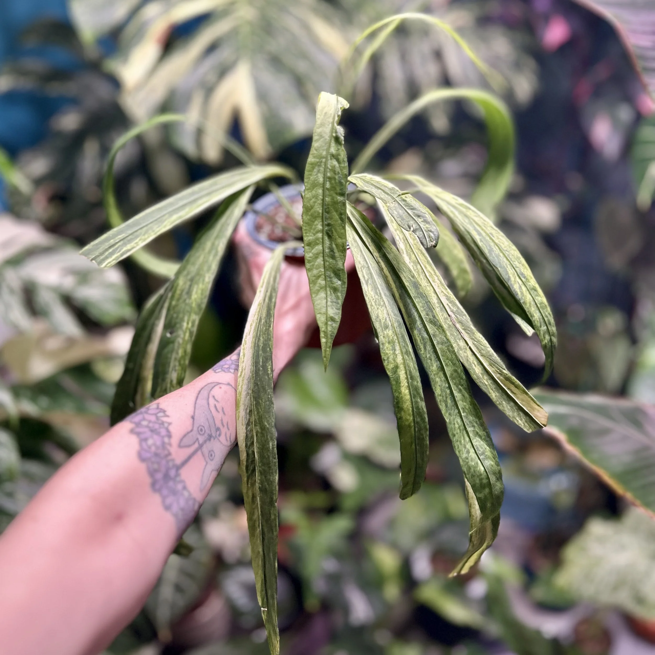 ✨ Anthurium Vittarifolium Variegated ✨ 15cm pot