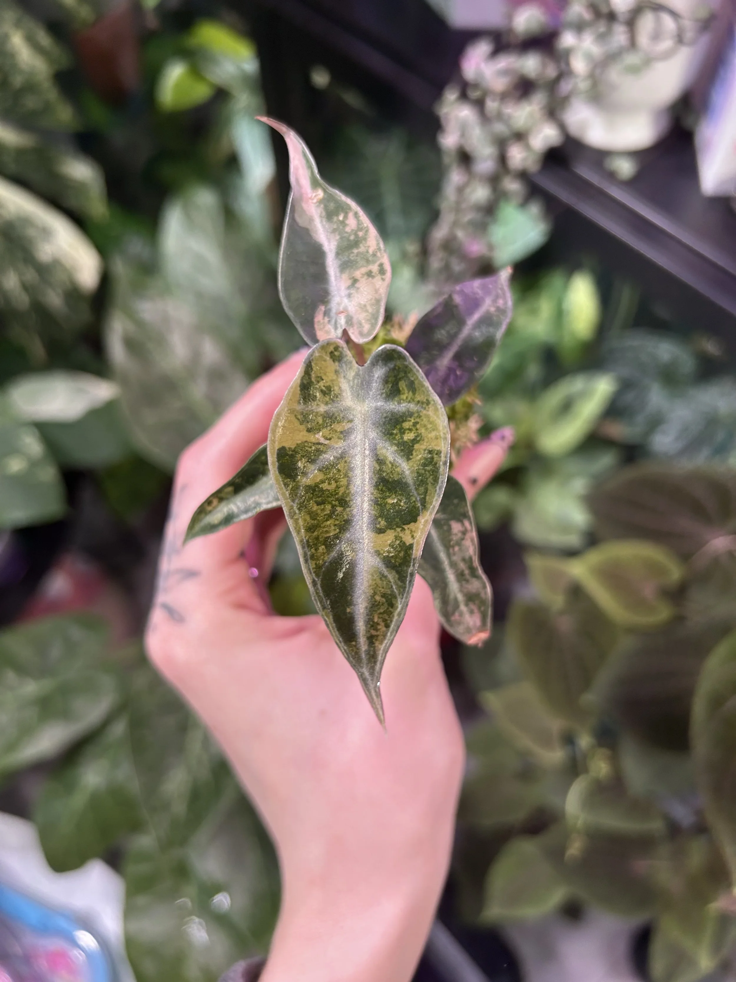 ✨🌿 Alocasia ‘Bambino’ Aurea ✨🌿