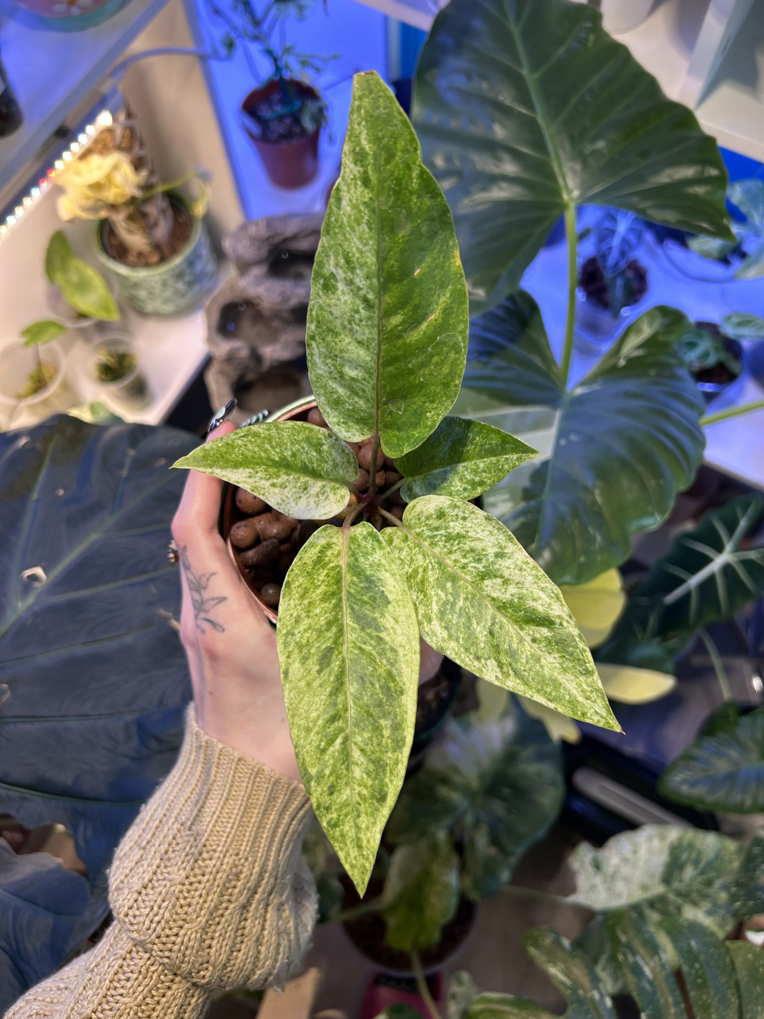 Anthurium renaissance 'variegata' - Semi-Hydro 10cm pot