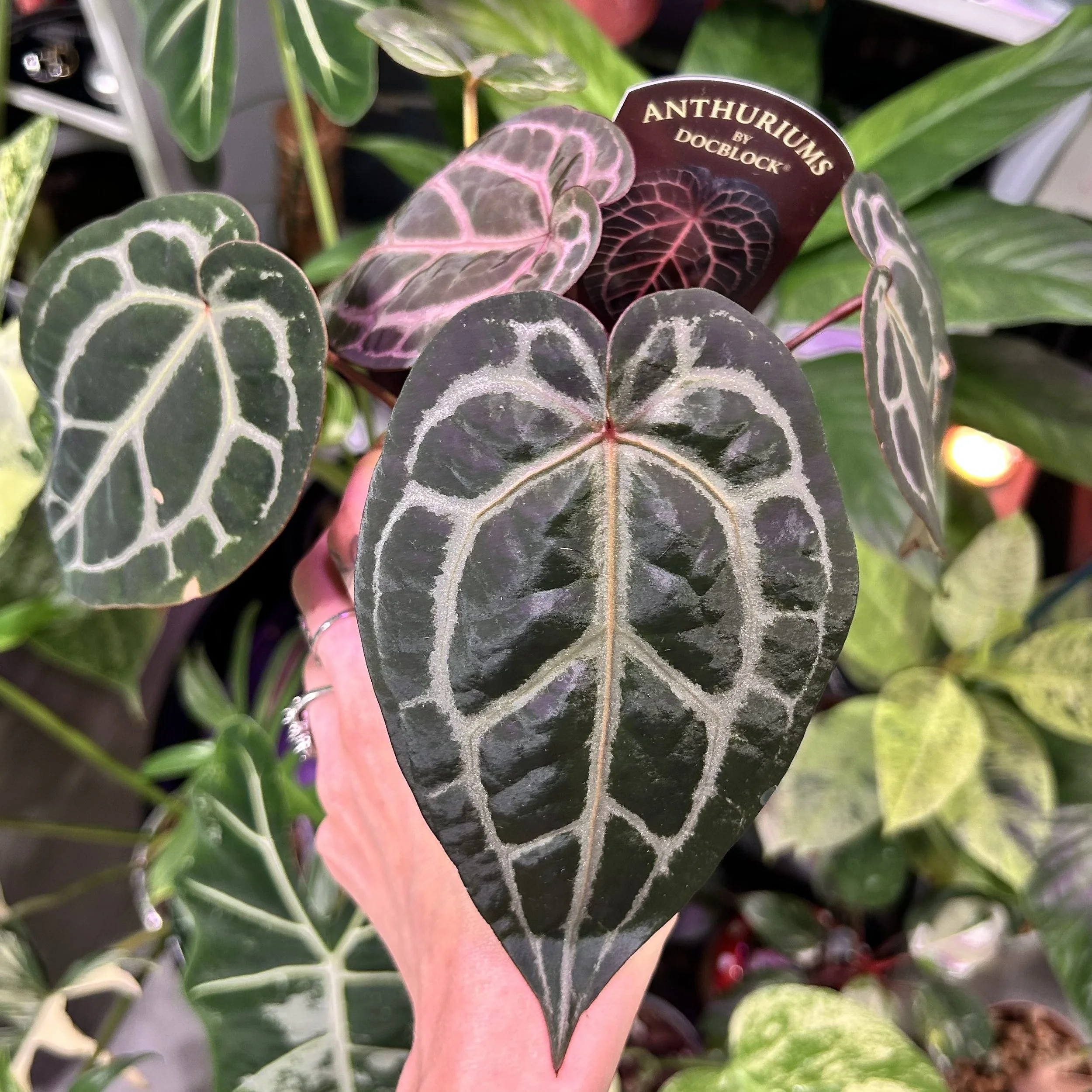 Anthurium ‘DocBlock Michelle’