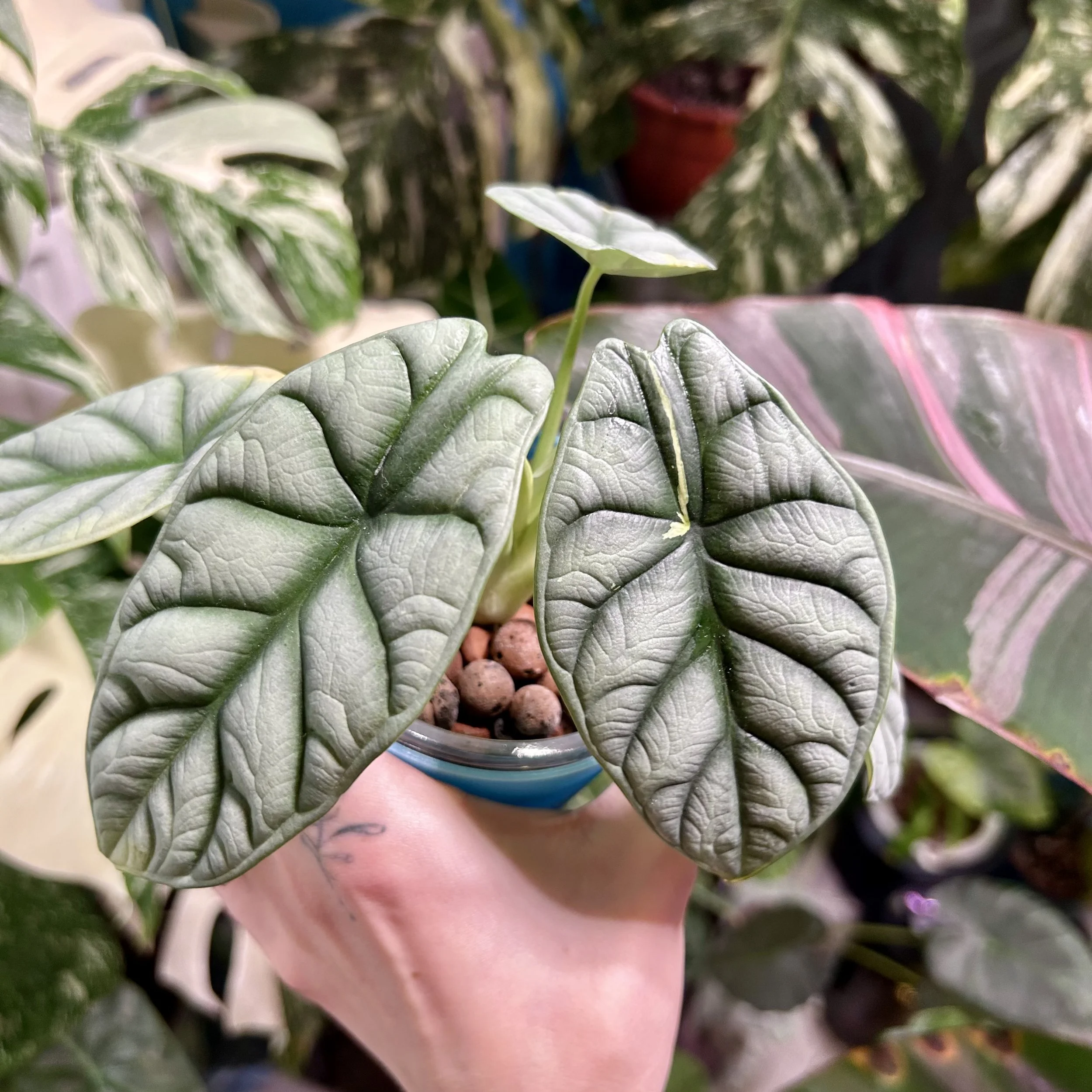 Alocasia ‘Silver Dragon Scale’ Albo (Corm in Moss)