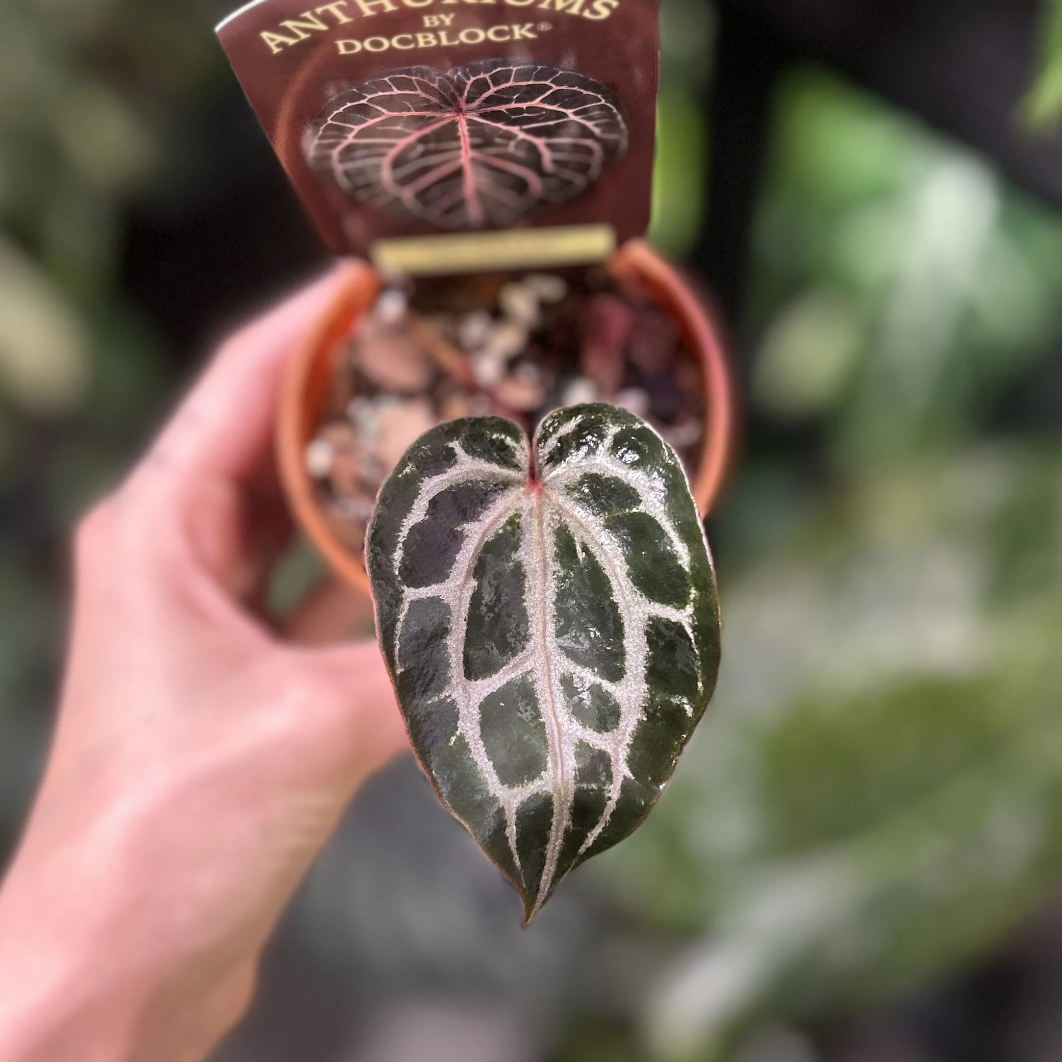 Anthurium ‘DocBlock Michelle’