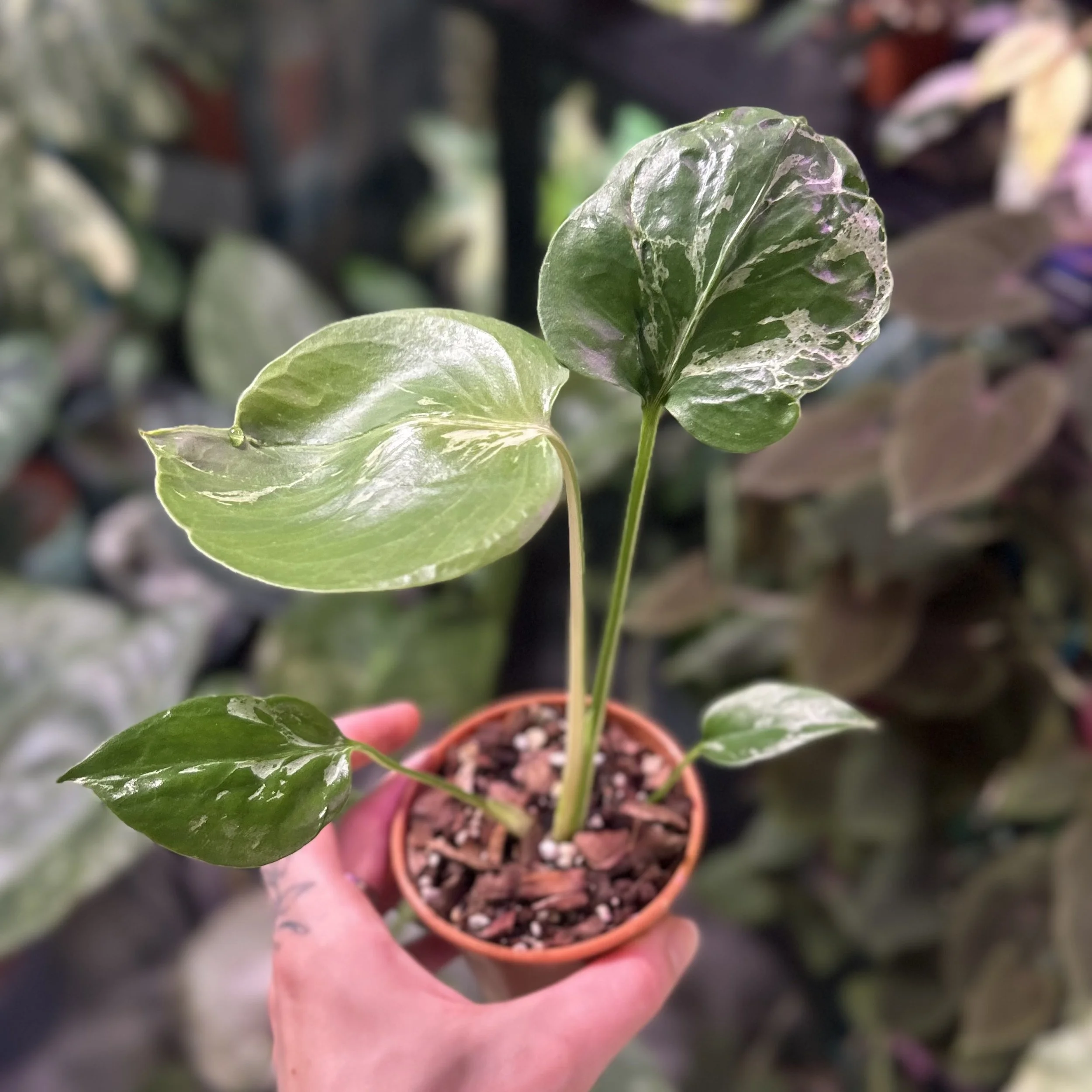 Monstera ‘Bulbasaur’