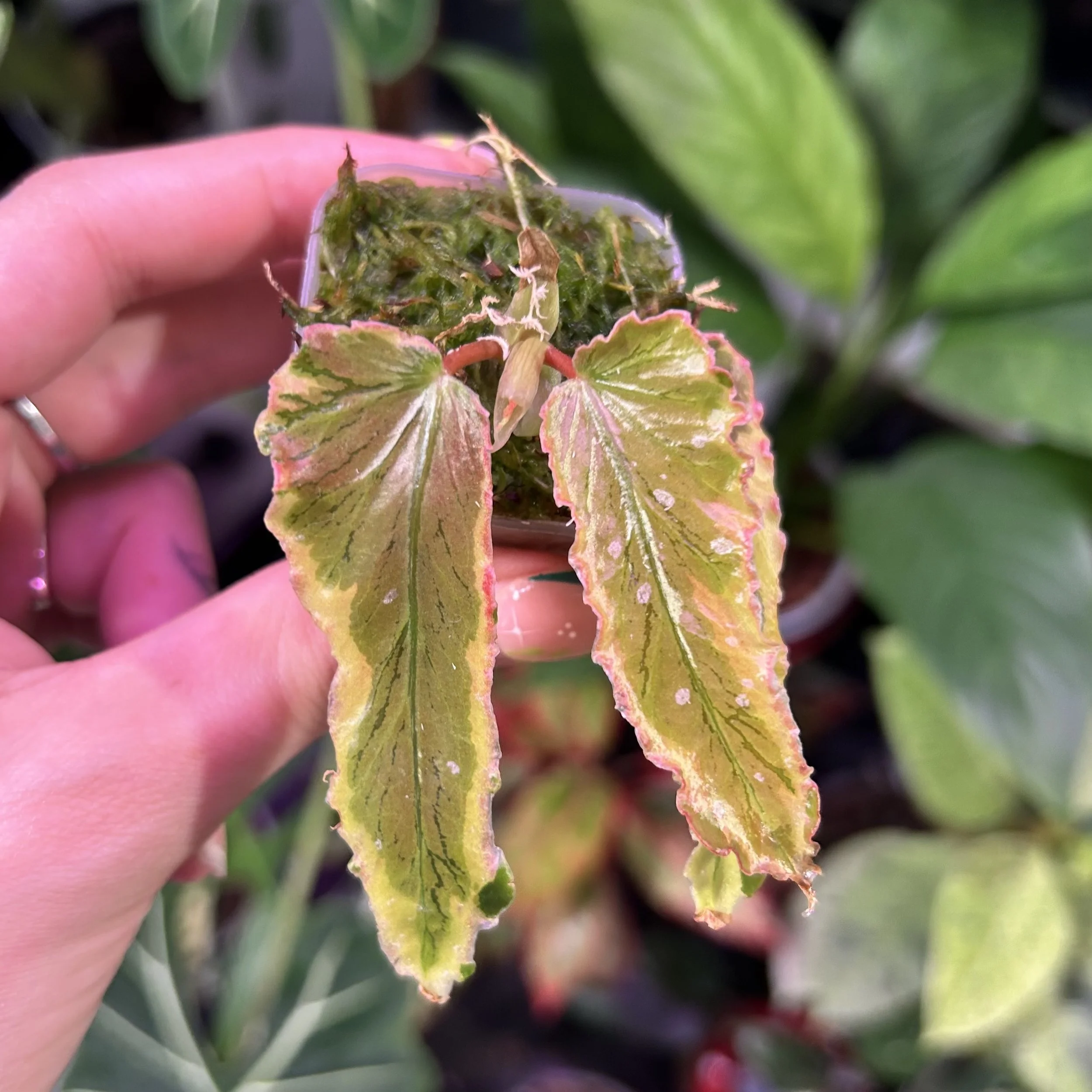 Begonia ‘Dainty Spray’ Sport