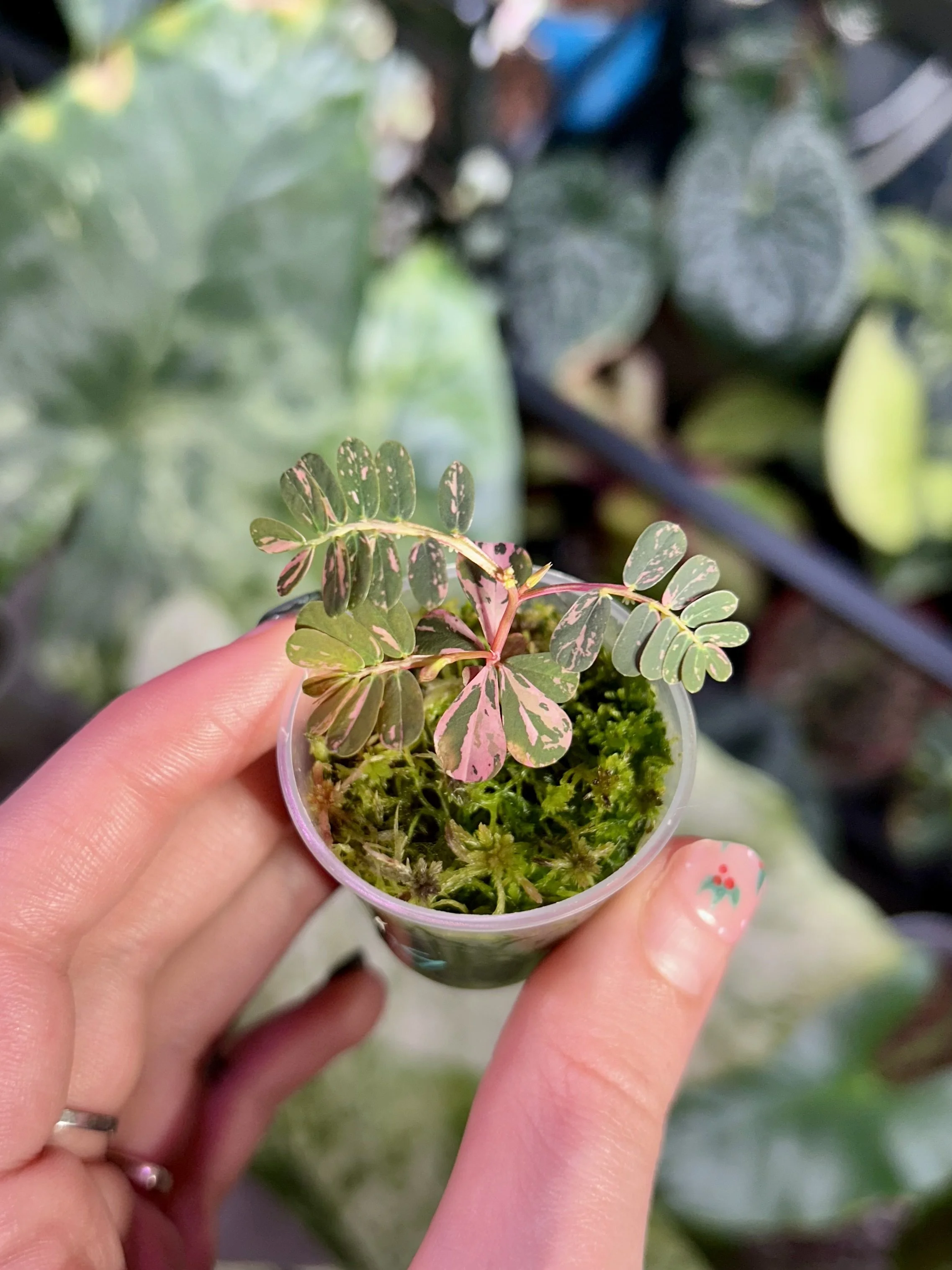 Phyllanthus urinaria ‘Pink Variegated’