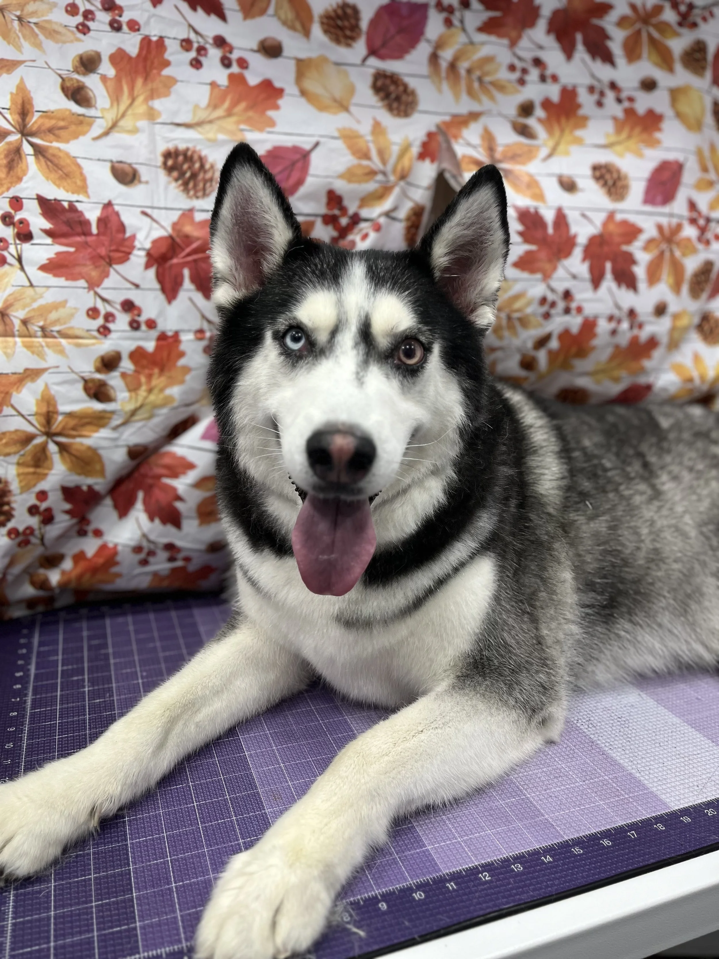 Suds and Pups Mobile Grooming Polaroid