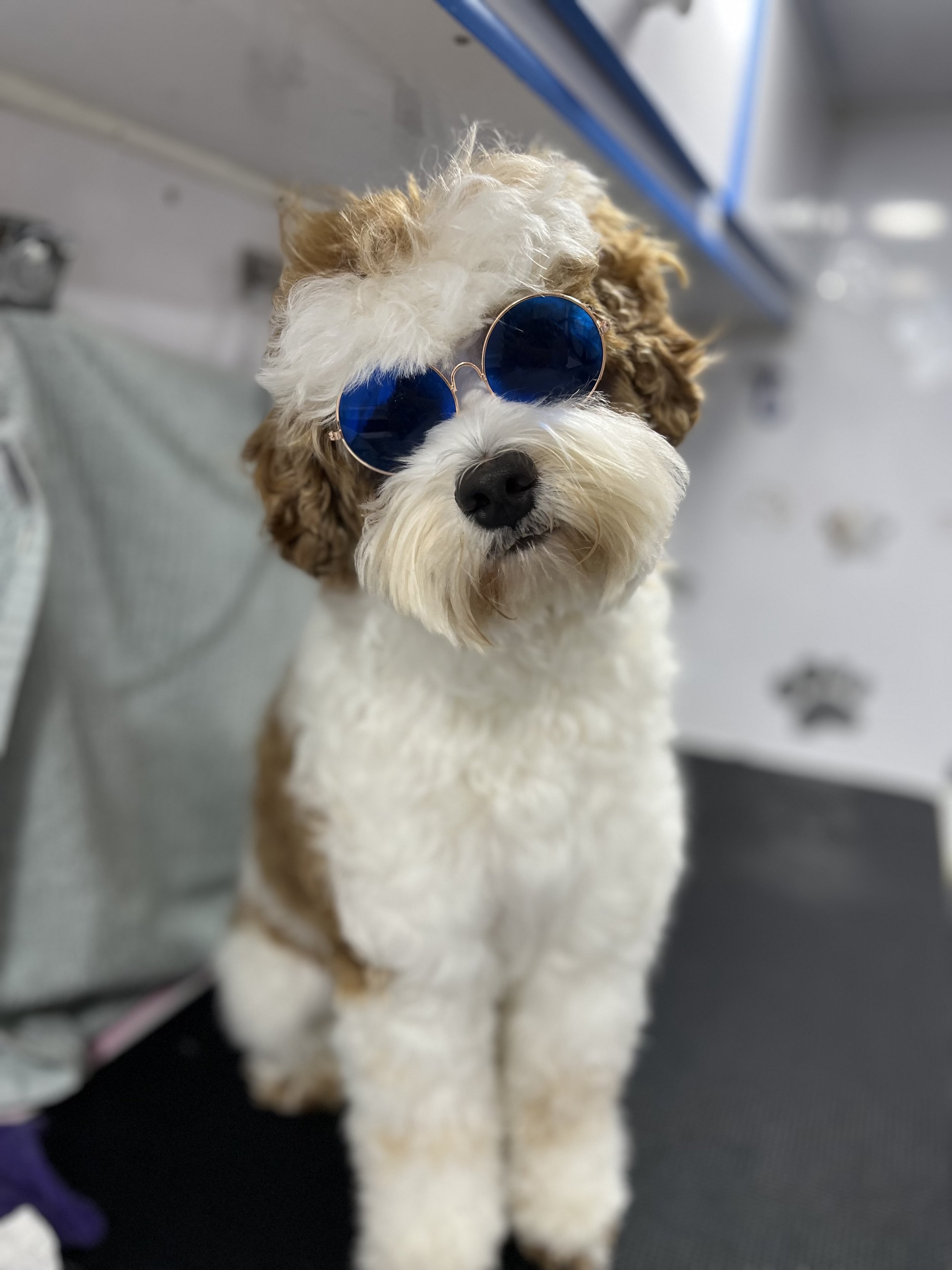 Suds and Pups Mobile Grooming Polaroid