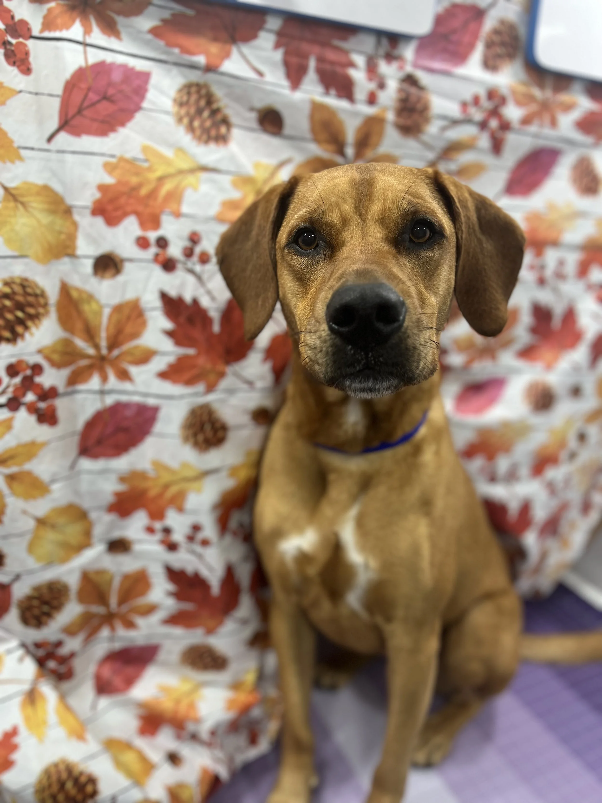 Suds and Pups Mobile Grooming Polaroid