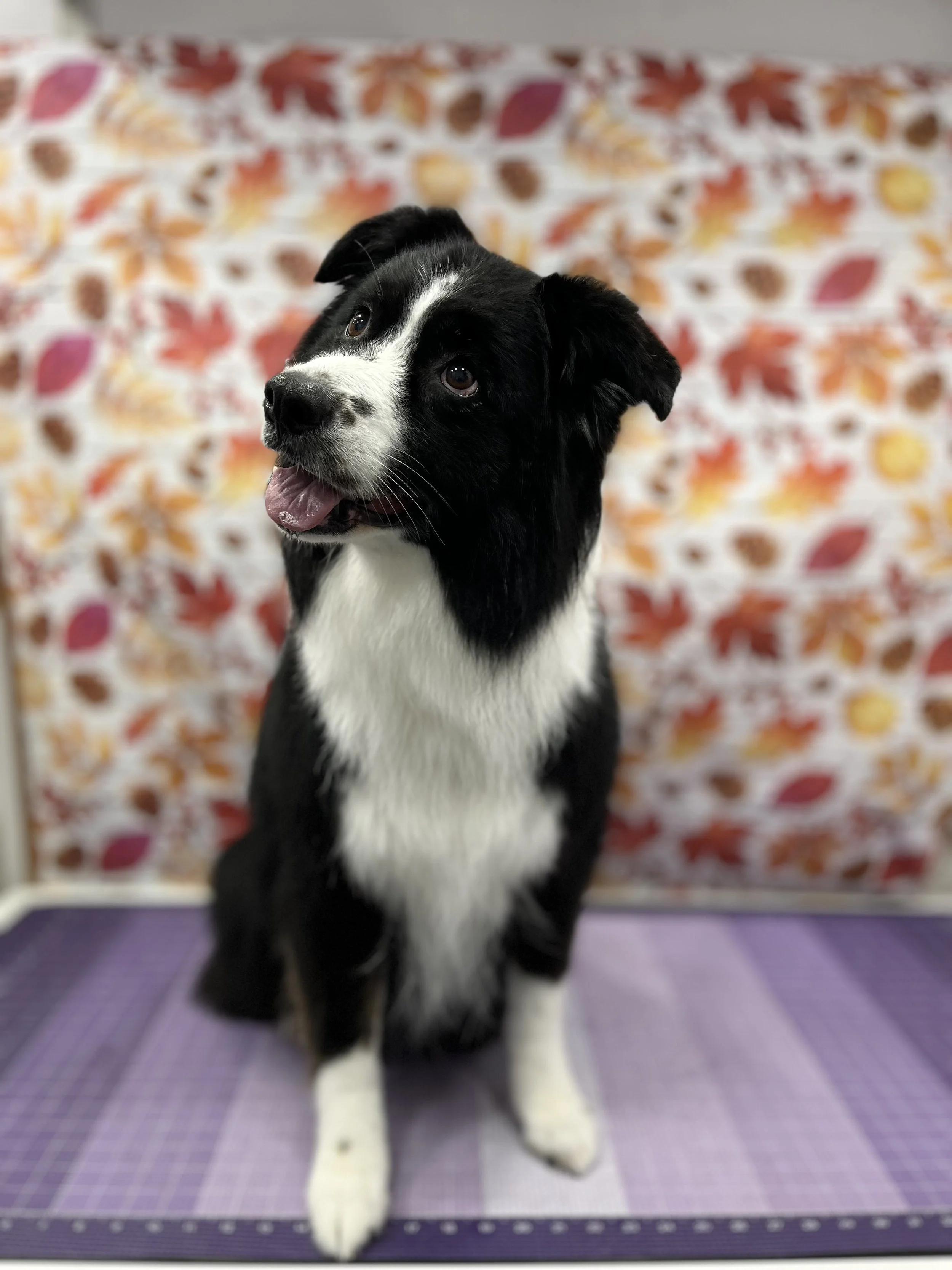 Suds and Pups Mobile Grooming Polaroid