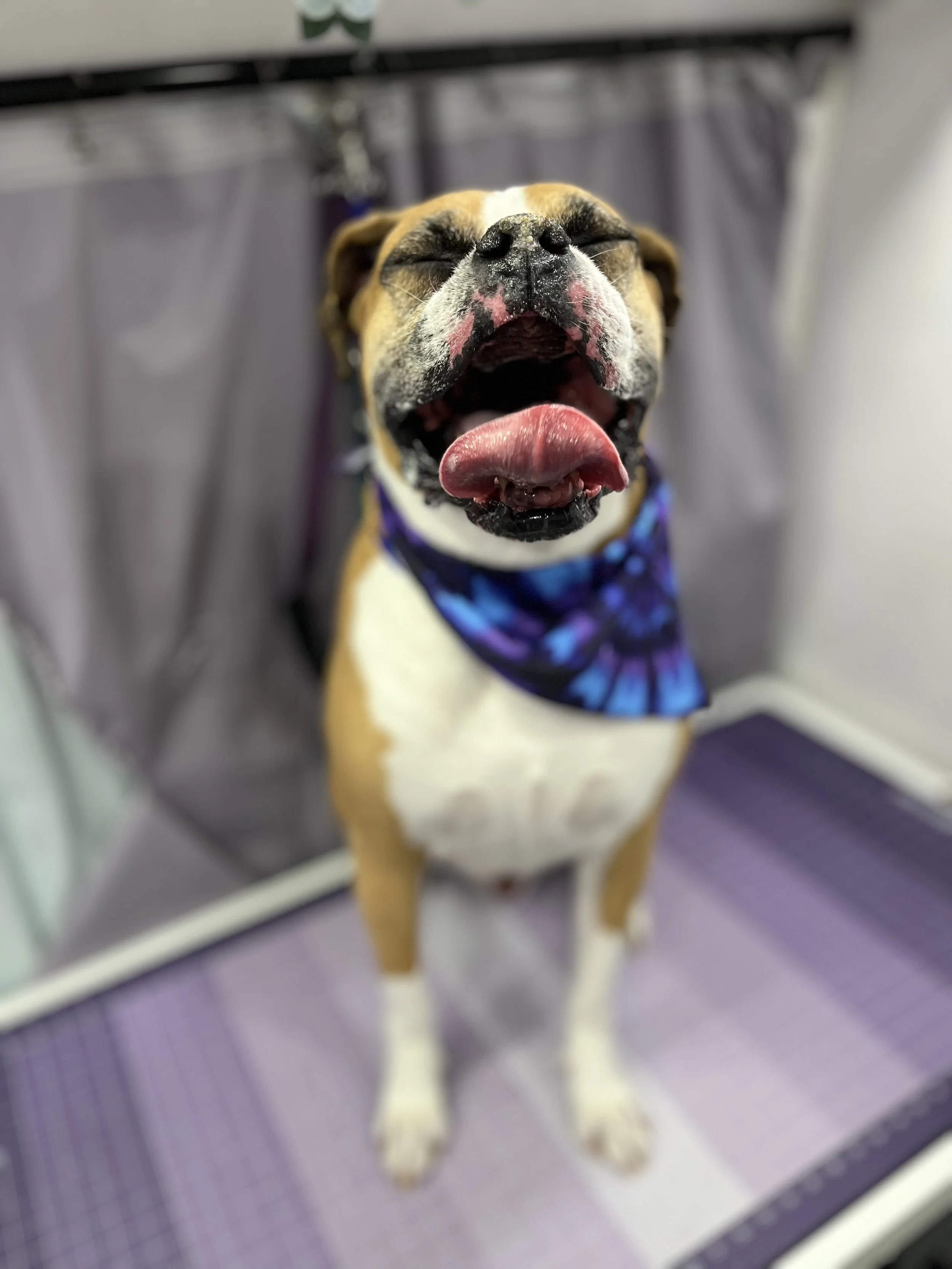 Suds and Pups Mobile Grooming Polaroid